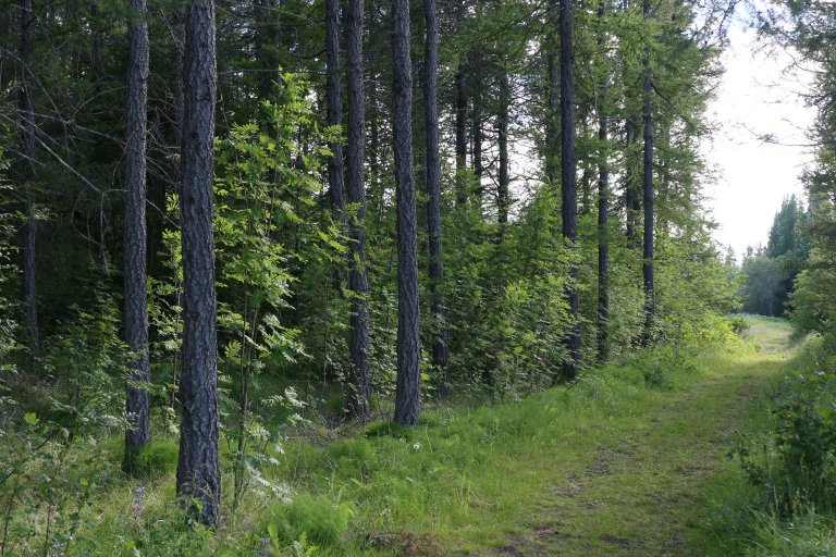 Úr Hallormsstaðaskógi. Ljósmynd: Pétur Halldórsson