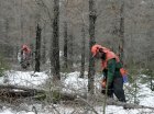 Skógarhögg í Hallormsstaðaskógi. Mynd: Esther Ösp Gunnarsdóttir.