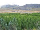 Greniskógurinn í Jórvík er farinn að taka vel við sér enda skilyrði góð. Mynd: Þór Þorfinnsson.