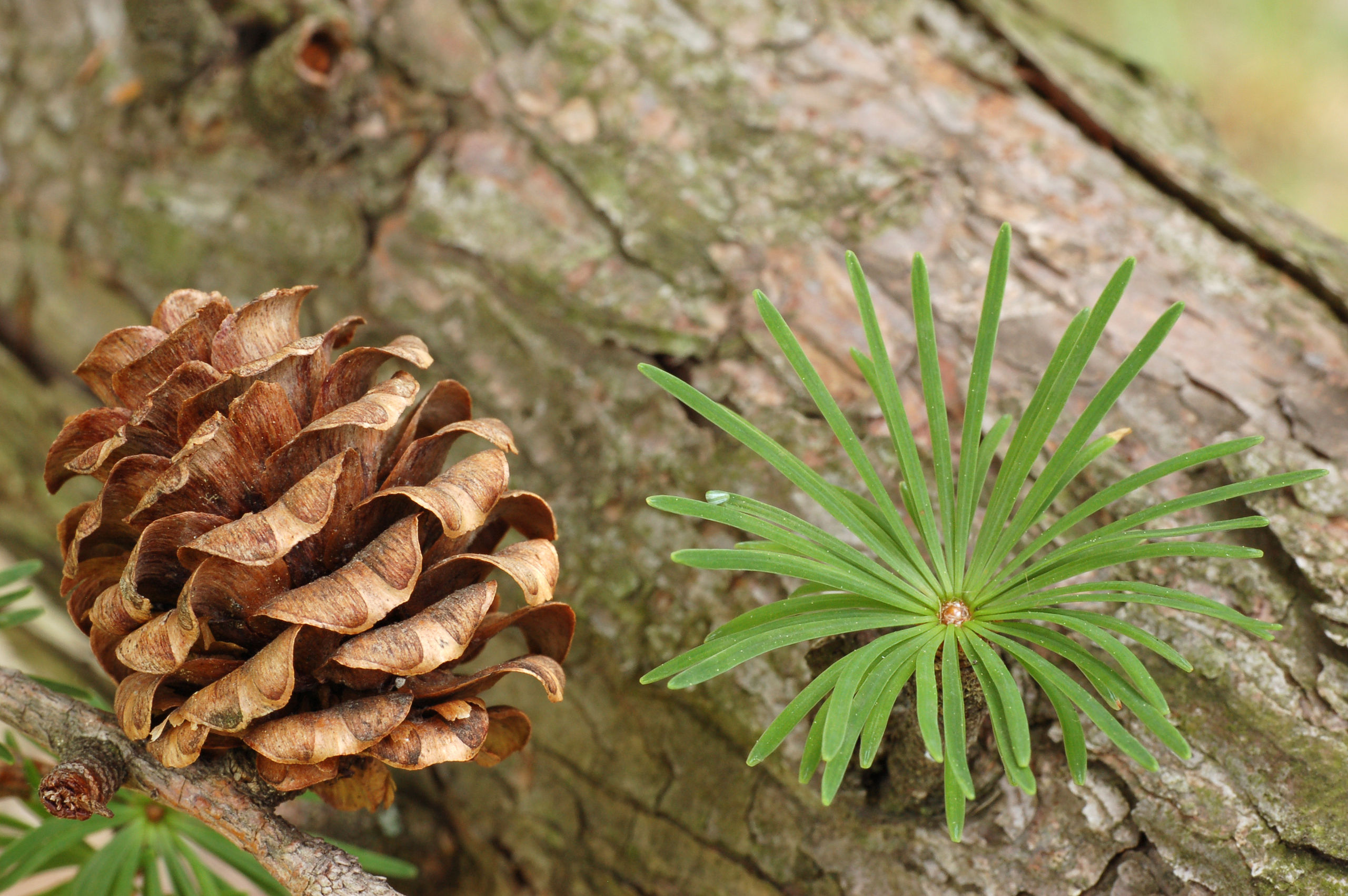 japanese_larch_larix_kaempferi_cone_and_needles_3008px.jpg