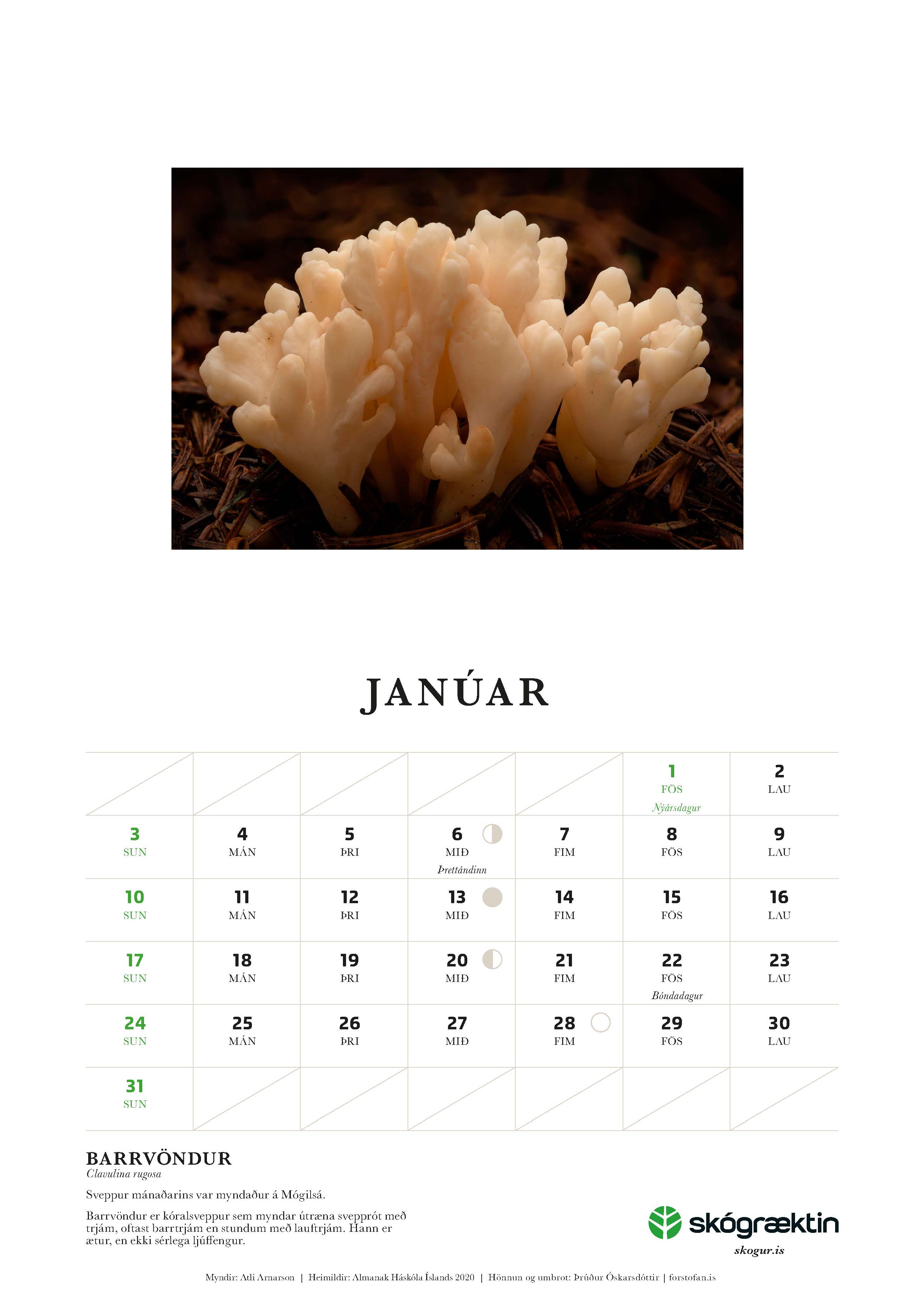 Sýnishorn úr dagatali Skógræktarinnar 2021, janúarmánuður Sýnishorn úr dagatali Skógræktarinnar 2021, janúarmánuður