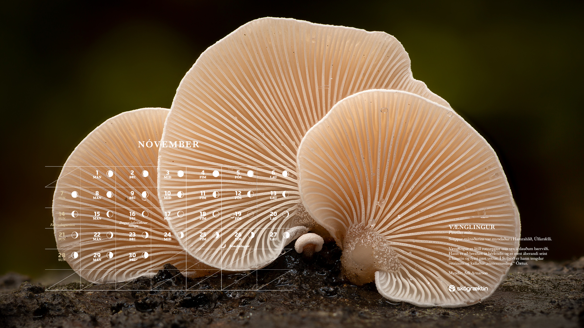 Nóvember 2021 Nóvember 2021