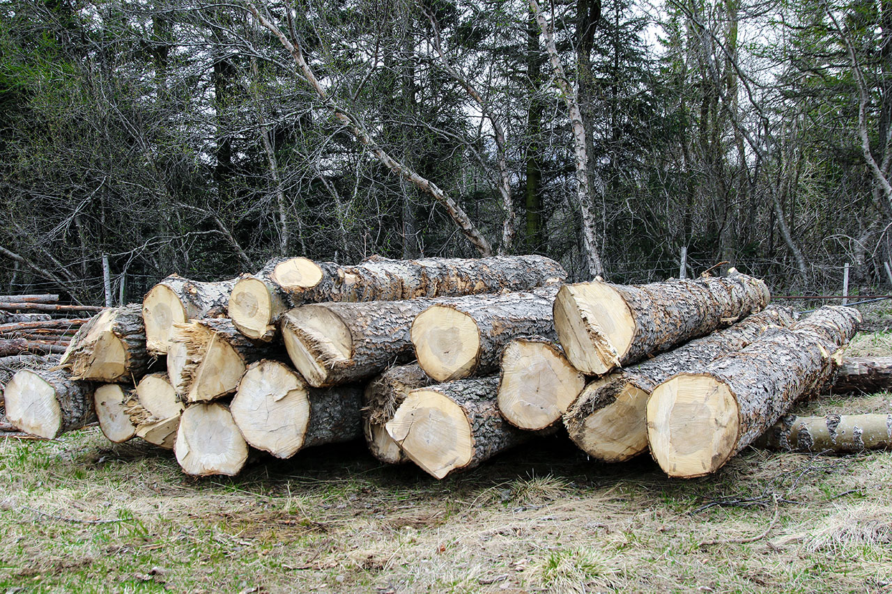 Komið hefur í ljós að viður alaskaaspar er góður smíðaviður og hefur komið vel út í styrkleikaprófunum. Ljósmynd: Pétur Halldórsson