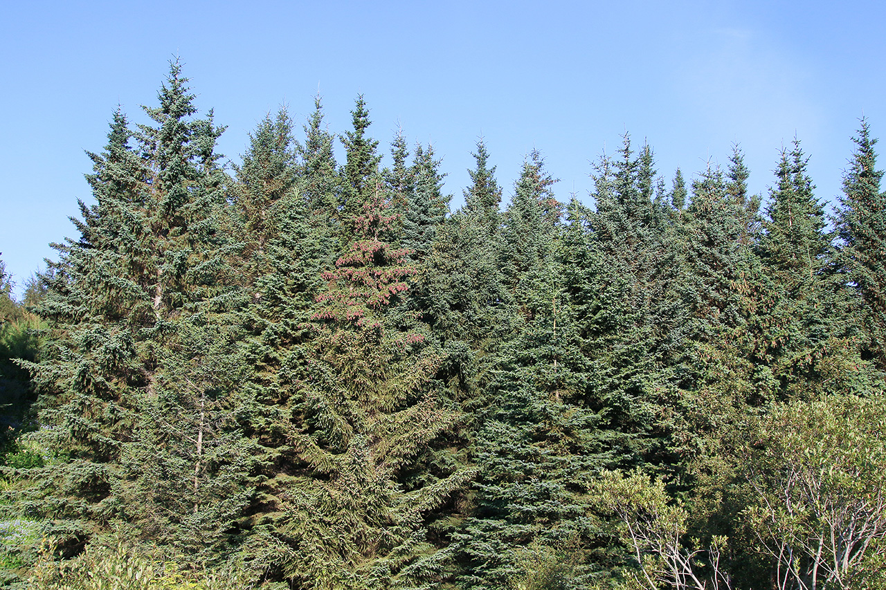 Fjölbreytileiki sitkabastarðs sést vel í þessum reit sem gróðursett var í árið 1963. Ljósmynd: Pétur Halldórsson