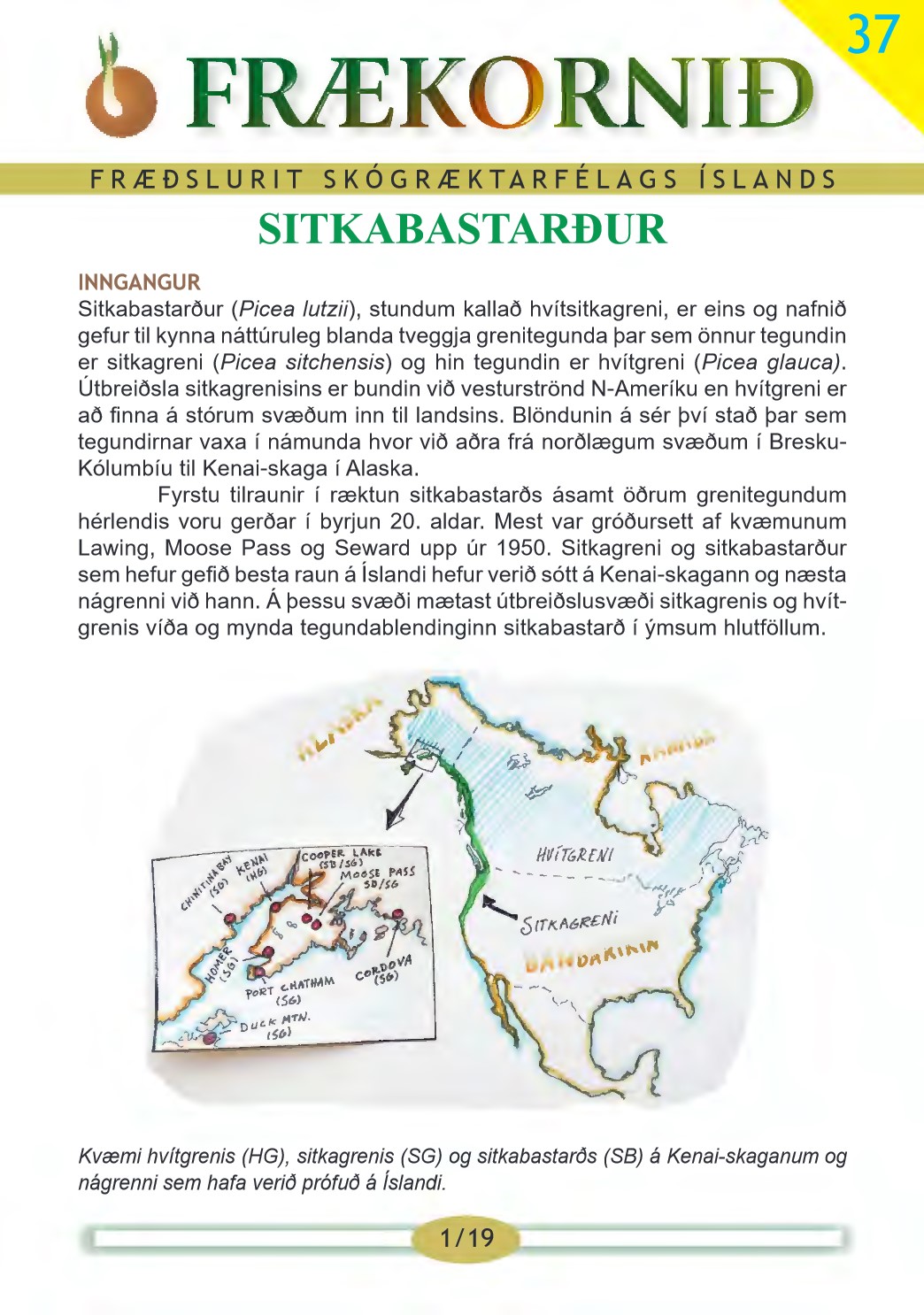 Forsíða 37. tölublaðs Frækornsins sem fjallar um sitkabastarð Forsíða 37. tölublaðs Frækornsins sem fjallar um sitkabastarð