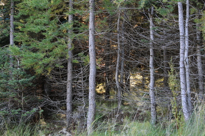 Ógrisjaður og illa hirtur skógur, of þéttur.