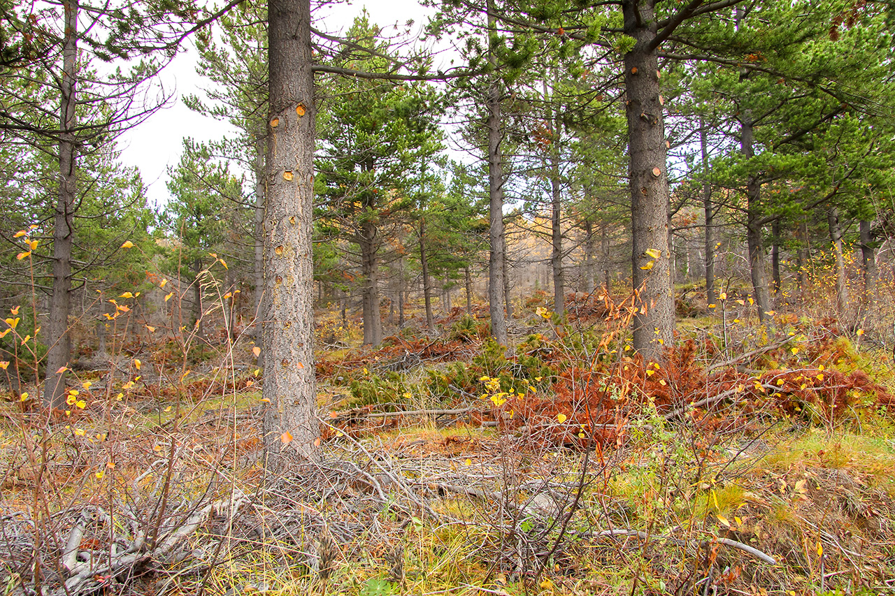 Bjartur nýgrisjaður stafafuruskógur. Ljósmynd: Pétur Halldórsson Bjartur nýgrisjaður stafafuruskógur. Ljósmynd: Pétur Halldórsson