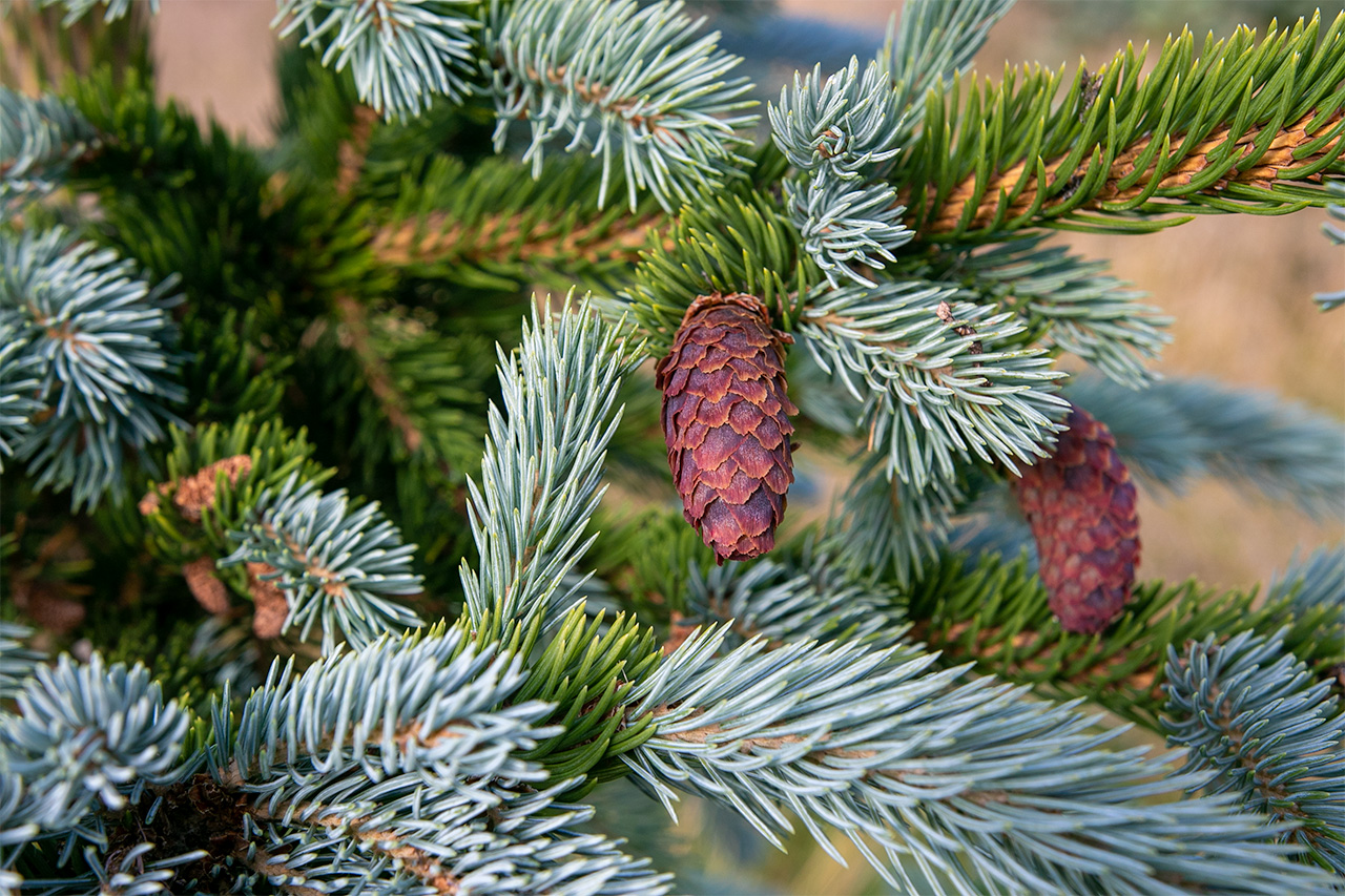 Stundum fylgir jólaskrautið með trjánum frá náttúrunnar hendi eins og á þessu blágreni. Ljósmynd: Pétur Halldórsson Stundum fylgir jólaskrautið með trjánum frá náttúrunnar hendi eins og á þessu blágreni. Ljósmynd: Pétur Halldórsson