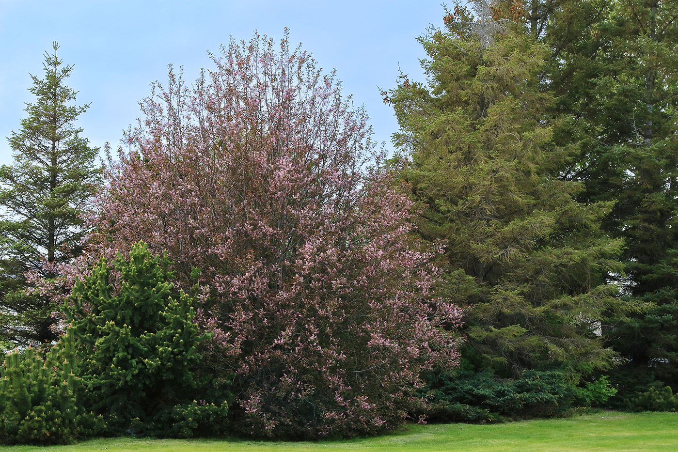 Blóðheggur í fullum blóma á Eiðsvelli á Akureyri. Ljósmynd: Pétur Halldórsson Blóðheggur í fullum blóma á Eiðsvelli á Akureyri. Ljósmynd: Pétur Halldórsson
