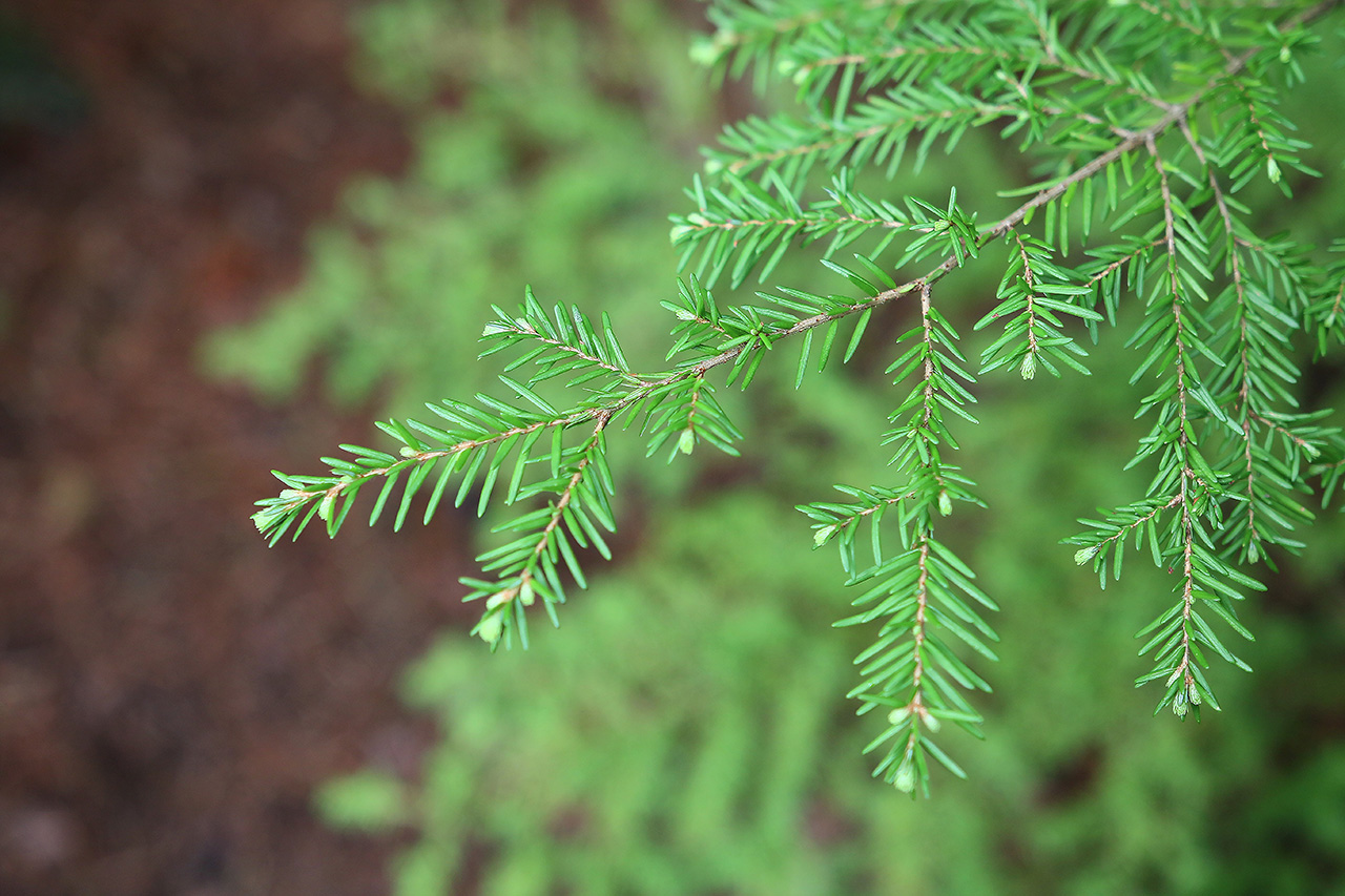 Barrið á marþöll er fíngert. Ljósmynd: Pétur Halldórsson
