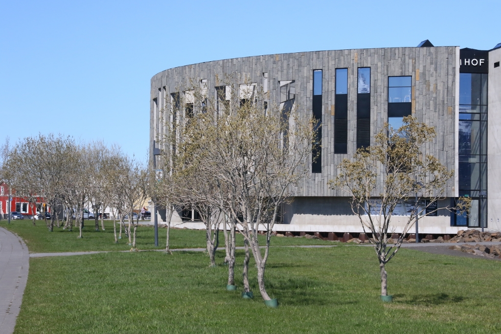 Seljur í vorbúningi við ráðstefnustaðinn Hof. Ljósmynd: Pétur Halldórsson