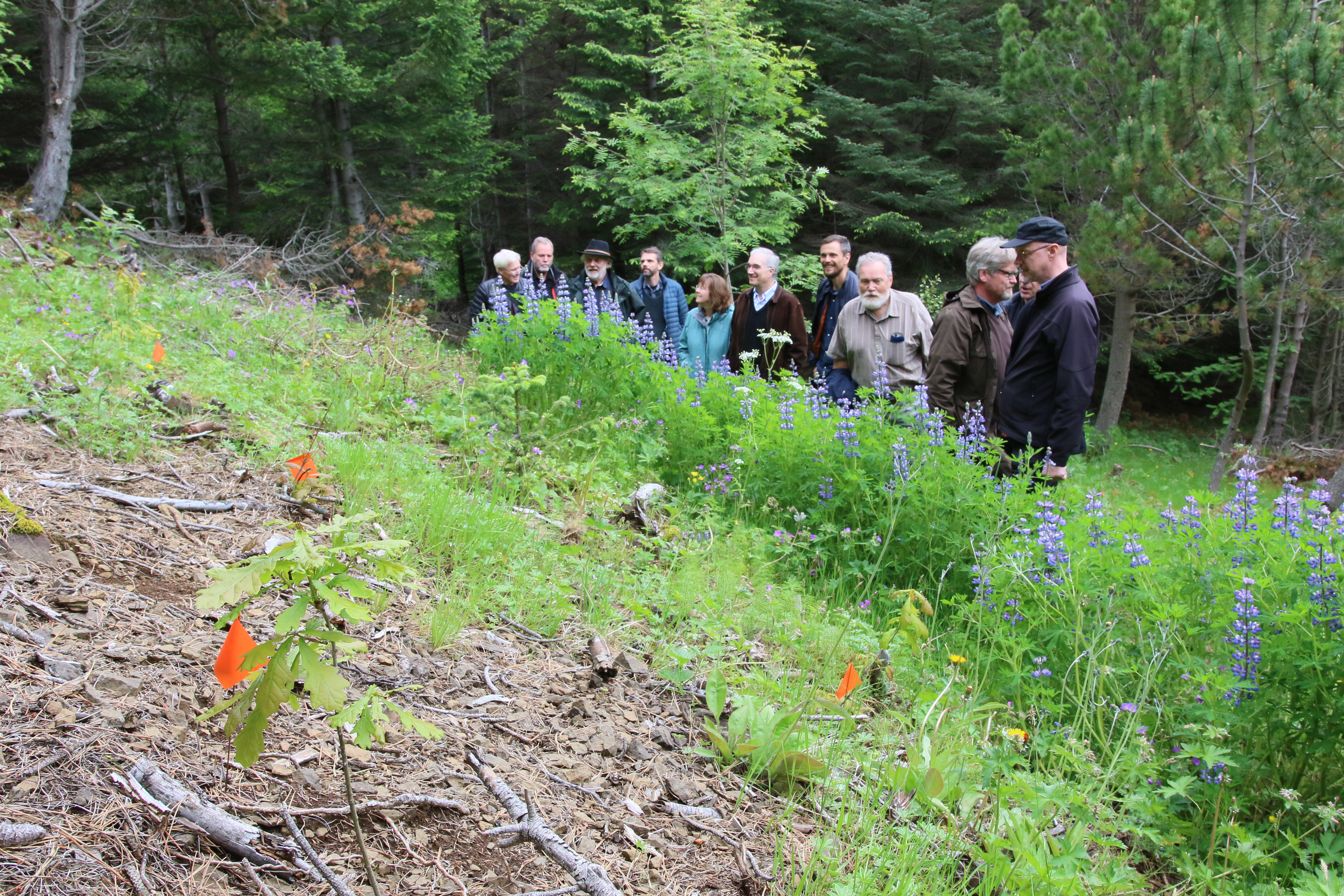 50 eikur frá skógum í fjöllum Neðra-Saxlands sem gróðursettar voru í tilefni af 50 ára afmæli Mógilsár 2017 voru meðal þess sem skoðað var þar í skóginum. Eikurnar verða dýrmætur hluti af arboretinu þar ásamt mörgu fleiru sem þar er fyrir