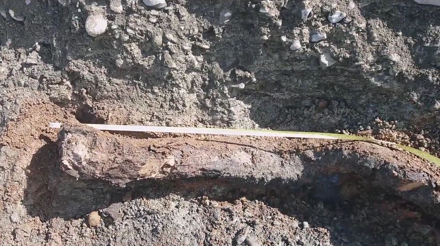 Lengsti lurkurinn sem grafinn var upp í júní reyndist hálfur annar metri að lengd. Skjámynd úr myndbandi Náttúrustofu Suðausturlands Lengsti lurkurinn sem grafinn var upp í júní reyndist hálfur annar metri að lengd. Skjámynd úr myndbandi Náttúrustofu Suðausturlands