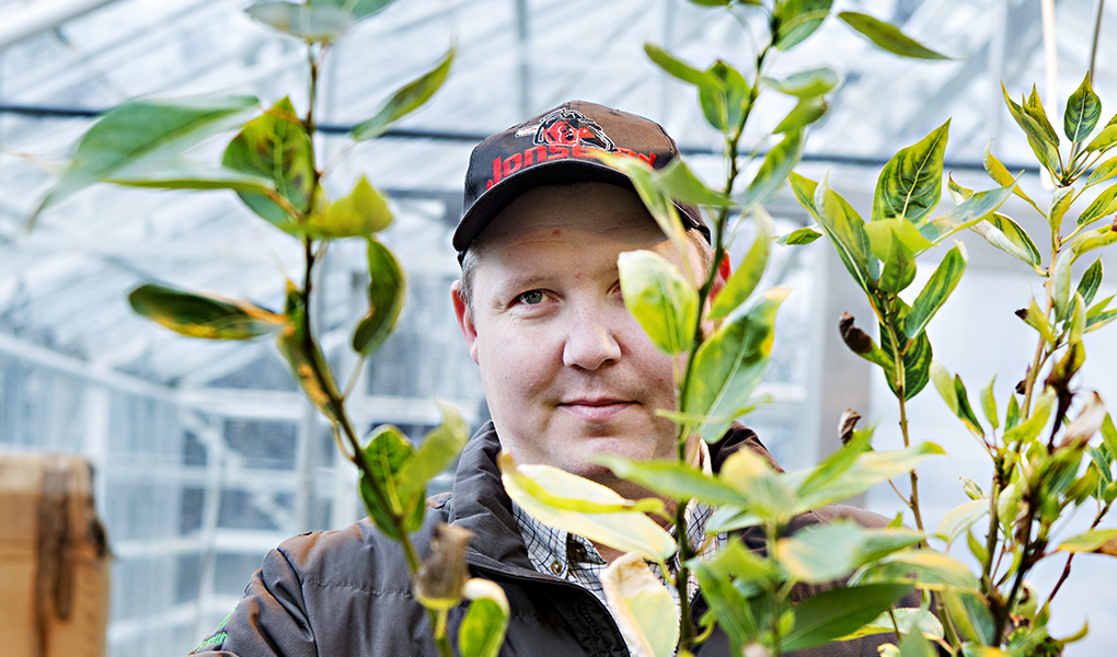 "Innflutningur lifandi trjáa hefur borið með sér óværu sem veldur skaða á bæði yngri og eldri trjám á landinu. En við þurfum að nota erlendan efnivið því íslenska birkið er bæði kræklótt og vex hægt,“ segirBjarki Þór Kjartansson. Ljósmynd: Extrakt/Linn Bergbrant "Innflutningur lifandi trjáa hefur borið með sér óværu sem veldur skaða á bæði yngri og eldri trjám á landinu. En við þurfum að nota erlendan efnivið því íslenska birkið er bæði kræklótt og vex hægt,“ segirBjarki Þór Kjartansson. Ljósmynd: Extrakt/Linn Bergbrant