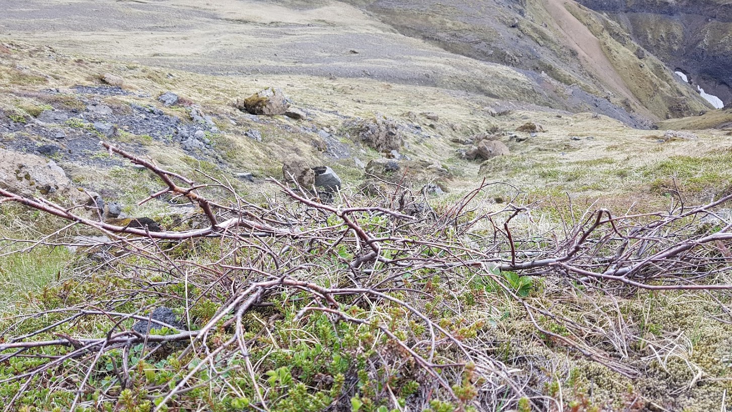 Vetrarveðrin og snjóleysið í vetur hefur leikið Íslandsmeistarann nýkrýnda grátt en ef vel er gáð sjást fagurgræn birkiblöð í mosaþembunni sem sýna að bikið er sprelllifandi. Ljósmynd: Hreinn Óskarsson Vetrarveðrin og snjóleysið í vetur hefur leikið Íslandsmeistarann nýkrýnda grátt en ef vel er gáð sjást fagurgræn birkiblöð í mosaþembunni sem sýna að bikið er sprelllifandi. Ljósmynd: Hreinn Óskarsson