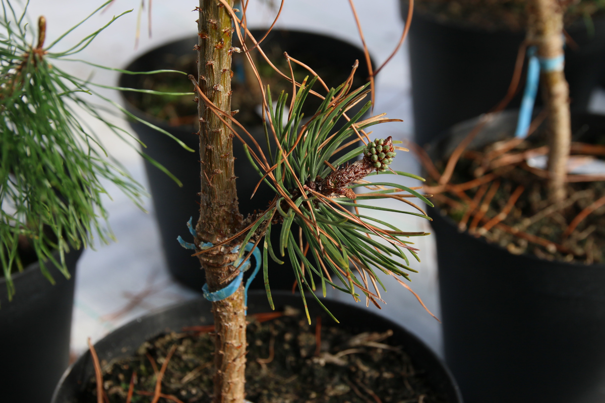 Þótt ágræddu sprotarnir séu bara frá síðasta ári eru þeir strax farnir að blómstra. Hér sjást karlreklar. Ljósmynd: Pétur Halldórsson Þótt ágræddu sprotarnir séu bara frá síðasta ári eru þeir strax farnir að blómstra. Hér sjást karlreklar. Ljósmynd: Pétur Halldórsson