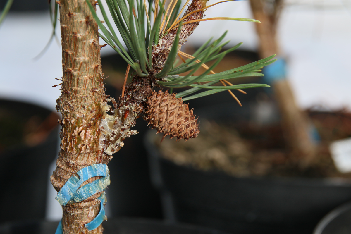 Og hér er köngull byrjaður að vaxa á ungum ágræddum stafafurusprota. Þessi bráðþroski helgast af því að ágræðslusprotarnir voru teknir af þroskuðum trjám og því má ef til vill segja að tréð sem á eftir að vaxa upp af þessari grein hafi fæðst gamalt. Ljósmynd: Pétur Halldórsson Og hér er köngull byrjaður að vaxa á ungum ágræddum stafafurusprota. Þessi bráðþroski helgast af því að ágræðslusprotarnir voru teknir af þroskuðum trjám og því má ef til vill segja að tréð sem á eftir að vaxa upp af þessari grein hafi fæðst gamalt. Ljósmynd: Pétur Halldórsson