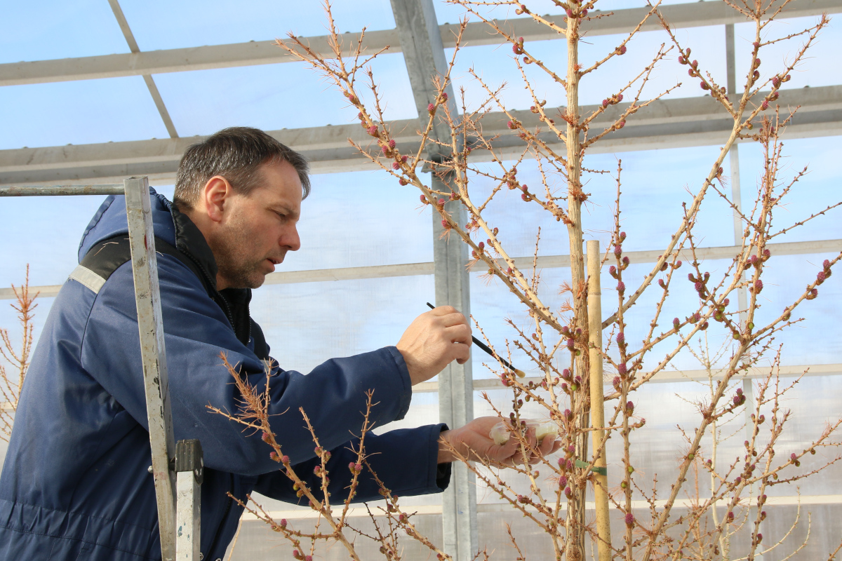 Brynjar Skúlason skógerfðafræðingur penslar frjói af rússalerki á blóm ungs evrópulerkis sem bera mun Hrymfræ í fyrsta sinn á komandi hausti. Ljósmynd: Pétur Halldórsson Brynjar Skúlason skógerfðafræðingur penslar frjói af rússalerki á blóm ungs evrópulerkis sem bera mun Hrymfræ í fyrsta sinn á komandi hausti. Ljósmynd: Pétur Halldórsson