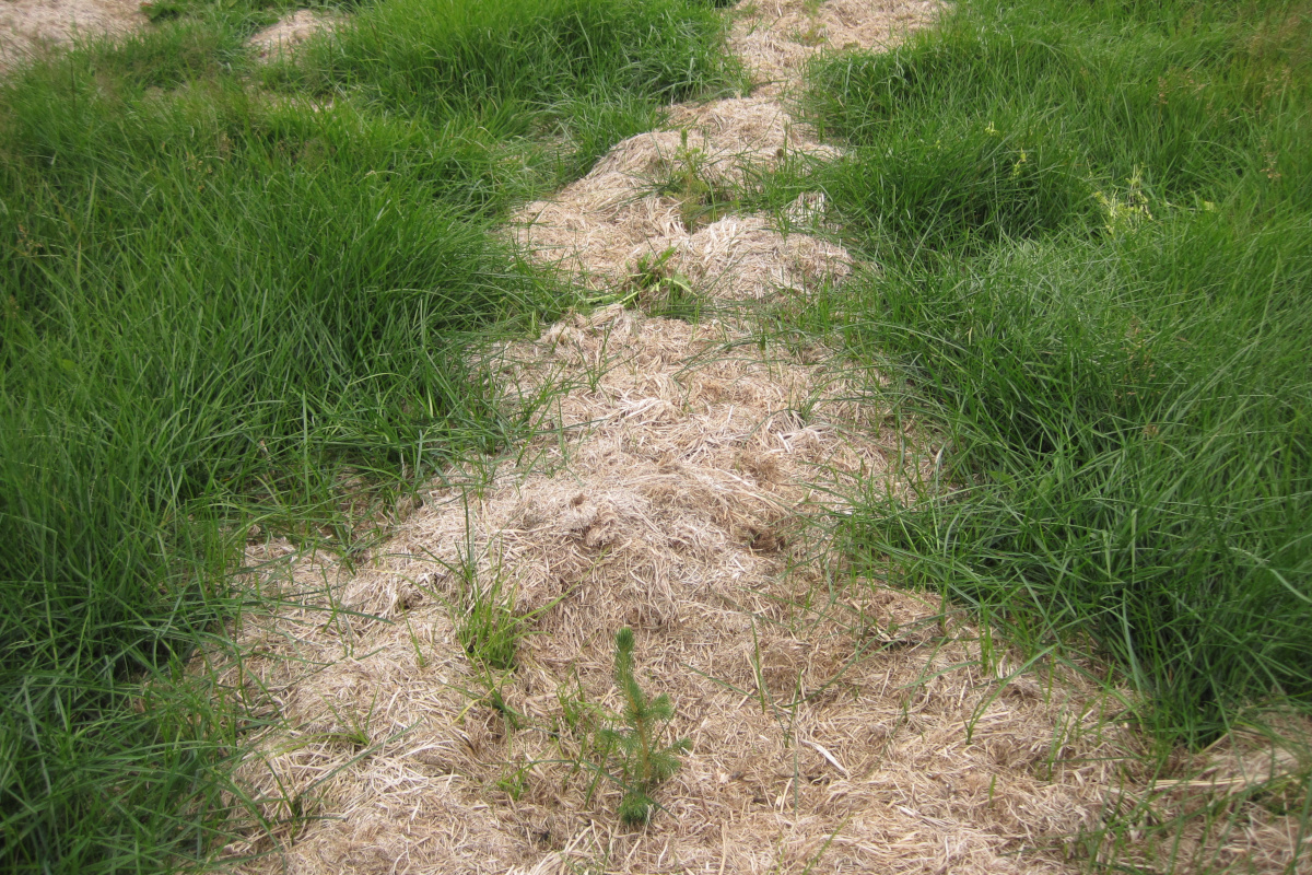 Slegið var með ruddasláttuvél haustið 2012 og rakað saman í garða til að sjá hvort heyið gæti haldið aftur af samkeppnisgróðri eftir gróðursetningu að ári. Trúlega er vænlegra að nota venjulega sláttuvél til að fá umfangsmeiri garða Slegið var með ruddasláttuvél haustið 2012 og rakað saman í garða til að sjá hvort heyið gæti haldið aftur af samkeppnisgróðri eftir gróðursetningu að ári. Trúlega er vænlegra að nota venjulega sláttuvél til að fá umfangsmeiri garða.