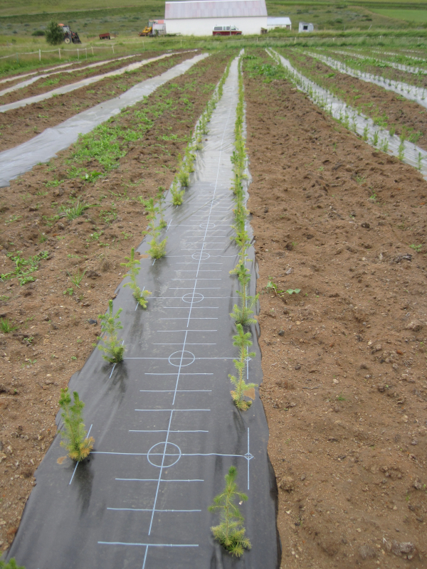 Plönturnar komnar í plöstuð beð sumarið 2013 Plönturnar komnar í plöstuð beð sumarið 2013