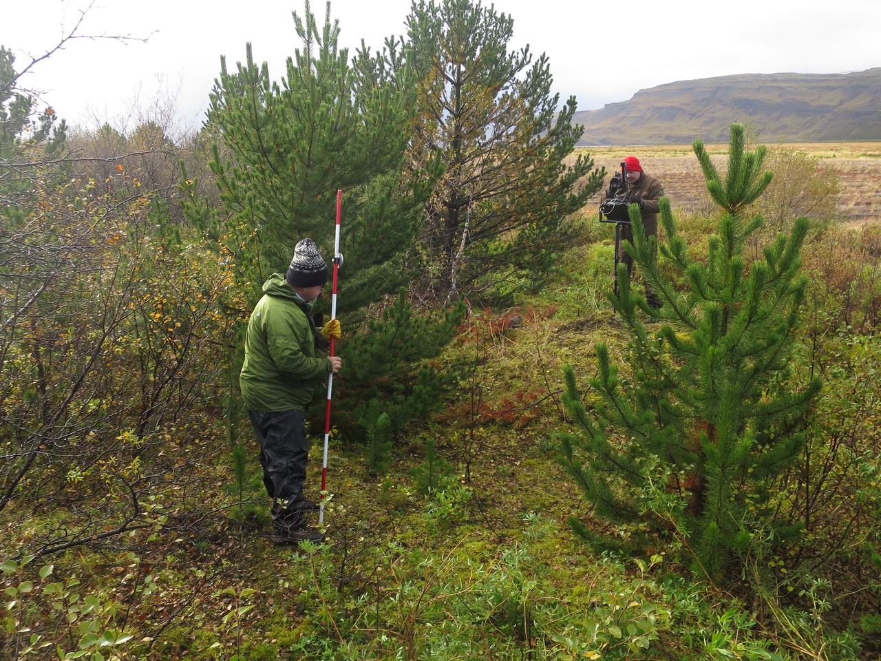 Dennis og Bjarki Þór við mælingar á sjálfsánum furum í Skarfanesi á Landi. Ljósmynd: Aðalsteinn Sigurgeirsson Dennis og Bjarki Þór við mælingar á sjálfsánum furum í Skarfanesi á Landi. Ljósmynd: Aðalsteinn Sigurgeirsson