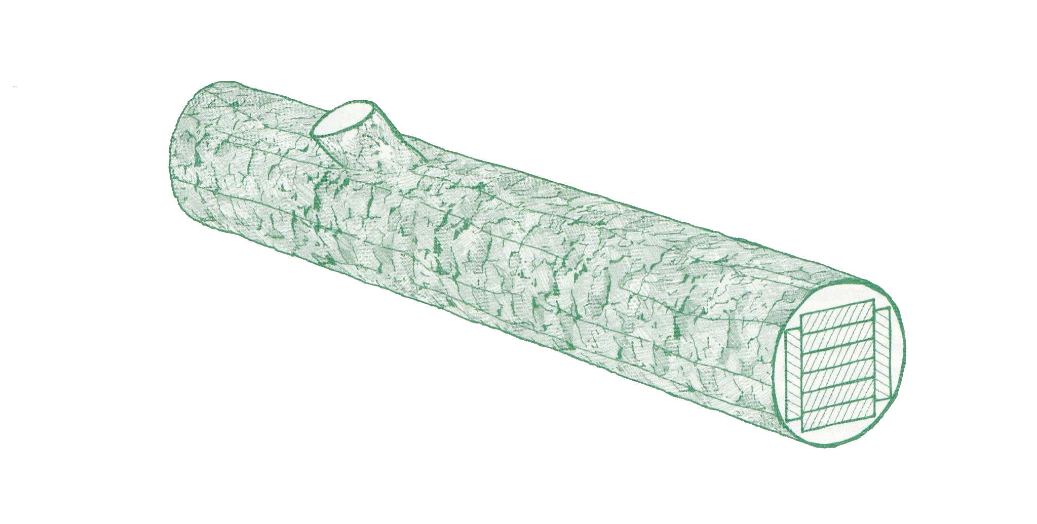 Efni í krosslímdar einingar má fá úr tiltölulega grönnum trjábolum úr ungum skógi hraðvaxinna tegunda. Mynd: Rafael Pinho Efni í krosslímdar einingar má fá úr tiltölulega grönnum trjábolum úr ungum skógi hraðvaxinna tegunda. Mynd: Rafael Pinho