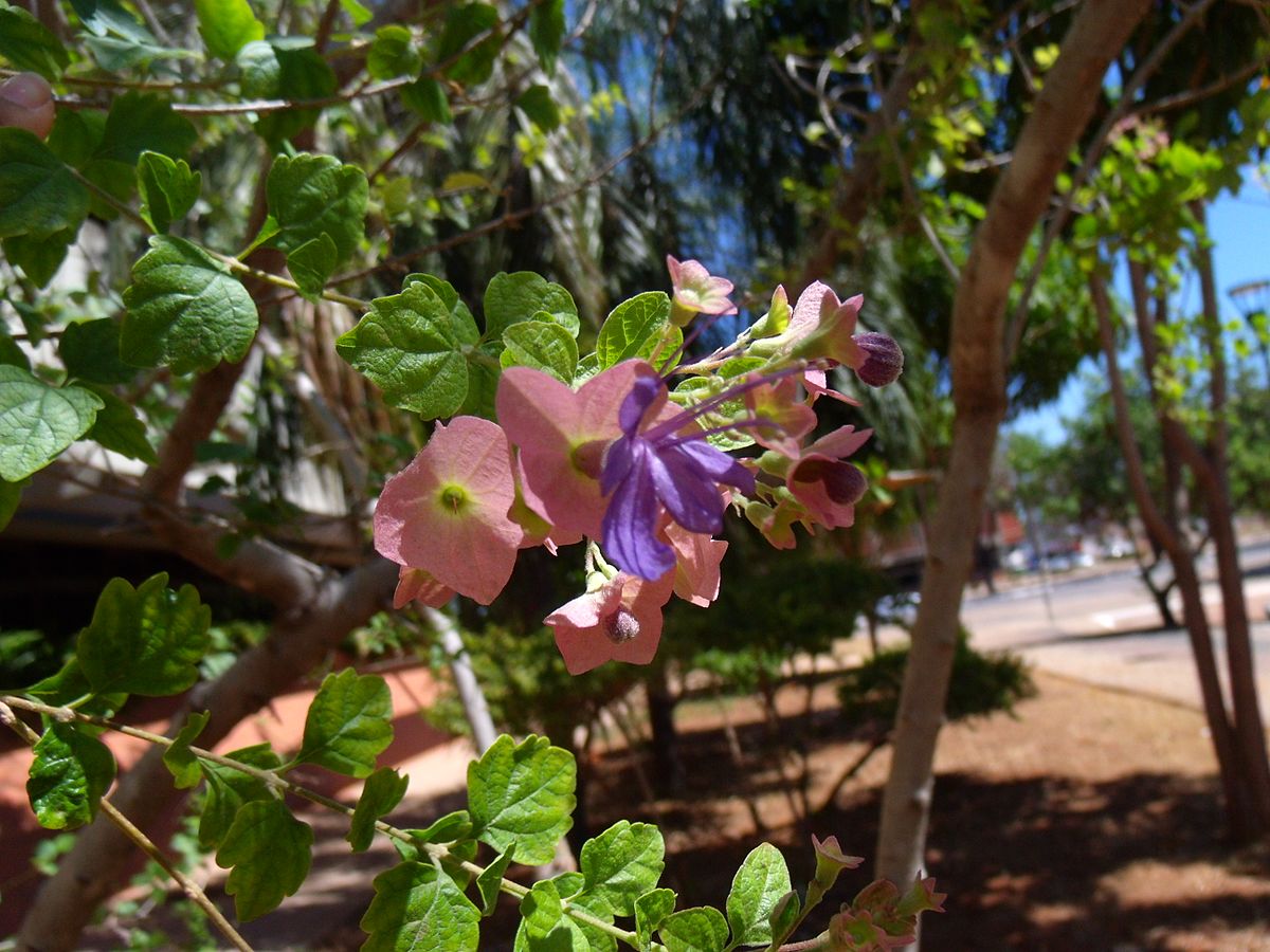 Aðeins fundust sex tré af tiltekinni tegund Karomia-ættkvíslarinnar í Tansaníu þegar leitað var í árslok 2016. Trén verða vöktuð og þegar þau bera fræ verður reynt að fjölga þeim í grasagörðum í Tansaníu og koma aftur út í náttúruna. Wiki-mynd: Fernanda Alencar Aðeins fundust sex tré af tiltekinni tegund Karomia-ættkvíslarinnar í Tansaníu þegar leitað var í árslok 2016. Trén verða vöktuð og þegar þau bera fræ verður reynt að fjölga þeim í grasagörðum í Tansaníu og koma aftur út í náttúruna. Wiki-mynd: Fernanda Alencar