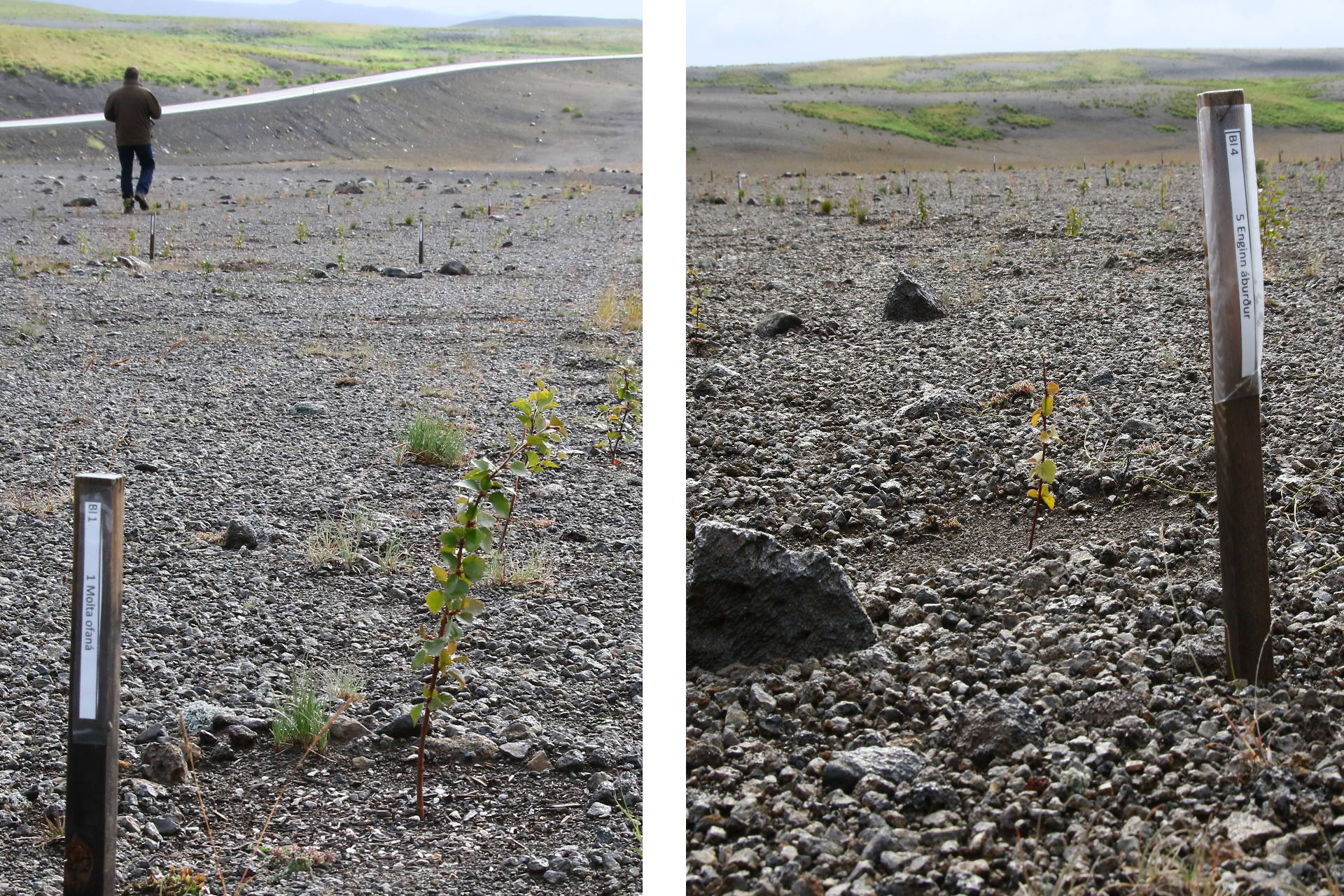 Mynd 12. Mismunandi útlit birkiraða eftir meðferðunum „molta blandað“ (t.v.) og „enginn áburður“ (t.h.) Ljósmyndir: Pétur Halldórsson