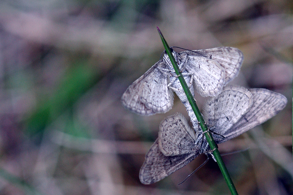 Mófeti. Ljósmynd: Brynja Hrafnkelsdóttir Mófeti. Ljósmynd: Brynja Hrafnkelsdóttir