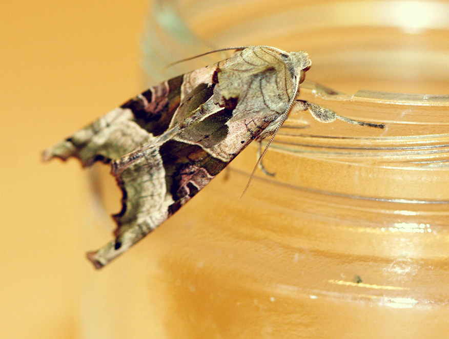 Skrautygla. LJósmynd: Brynja Hrafnkelsdóttir Skrautygla. LJósmynd: Brynja Hrafnkelsdóttir