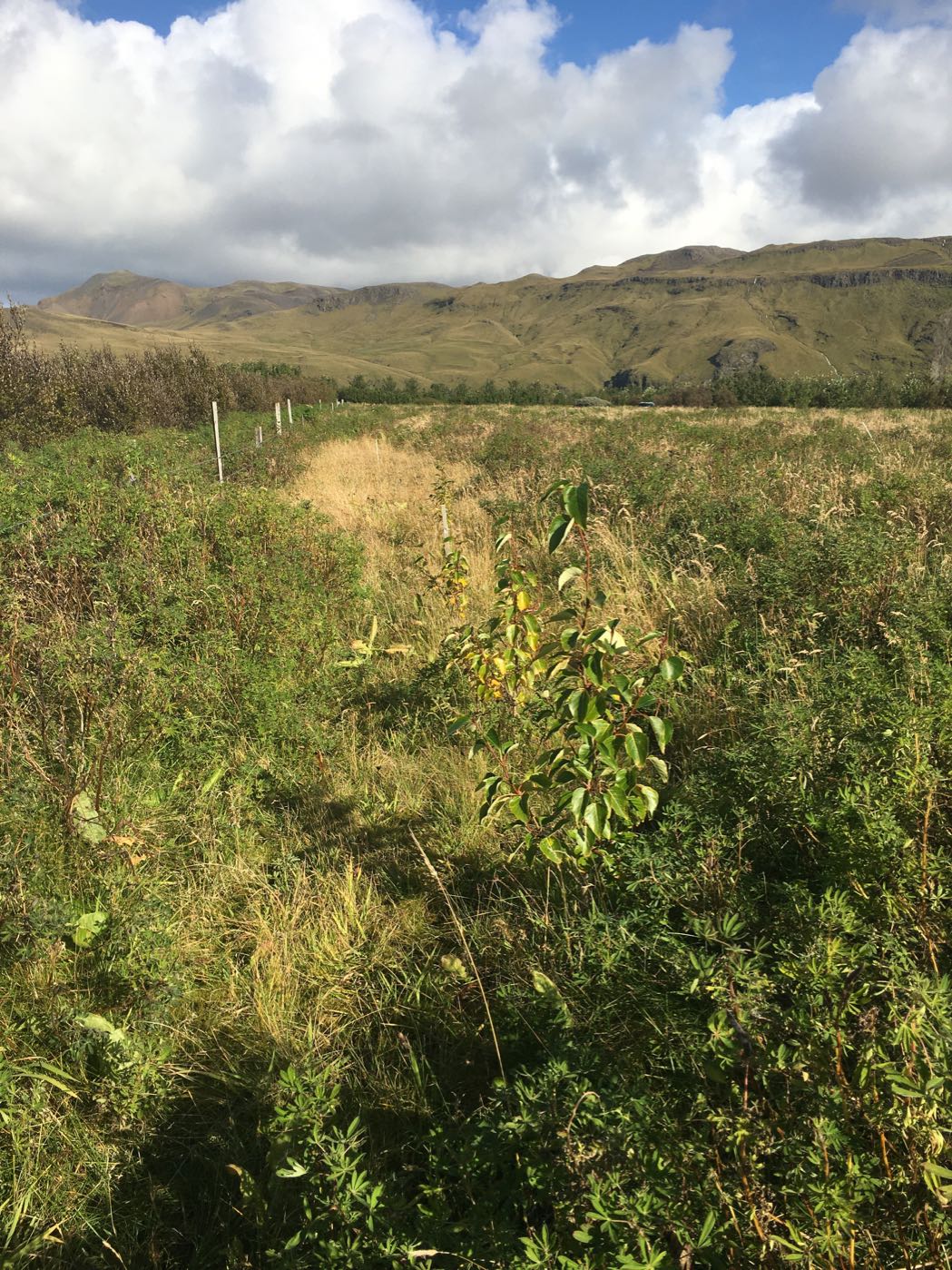 Asparskógrækt með beinni stungu í lúpínubreiðu. Ljósmynd: Jóhanna Bergrúnar Ólafsdóttir Asparskógrækt með beinni stungu í lúpínubreiðu. Ljósmynd: Jóhanna Bergrúnar Ólafsdóttir