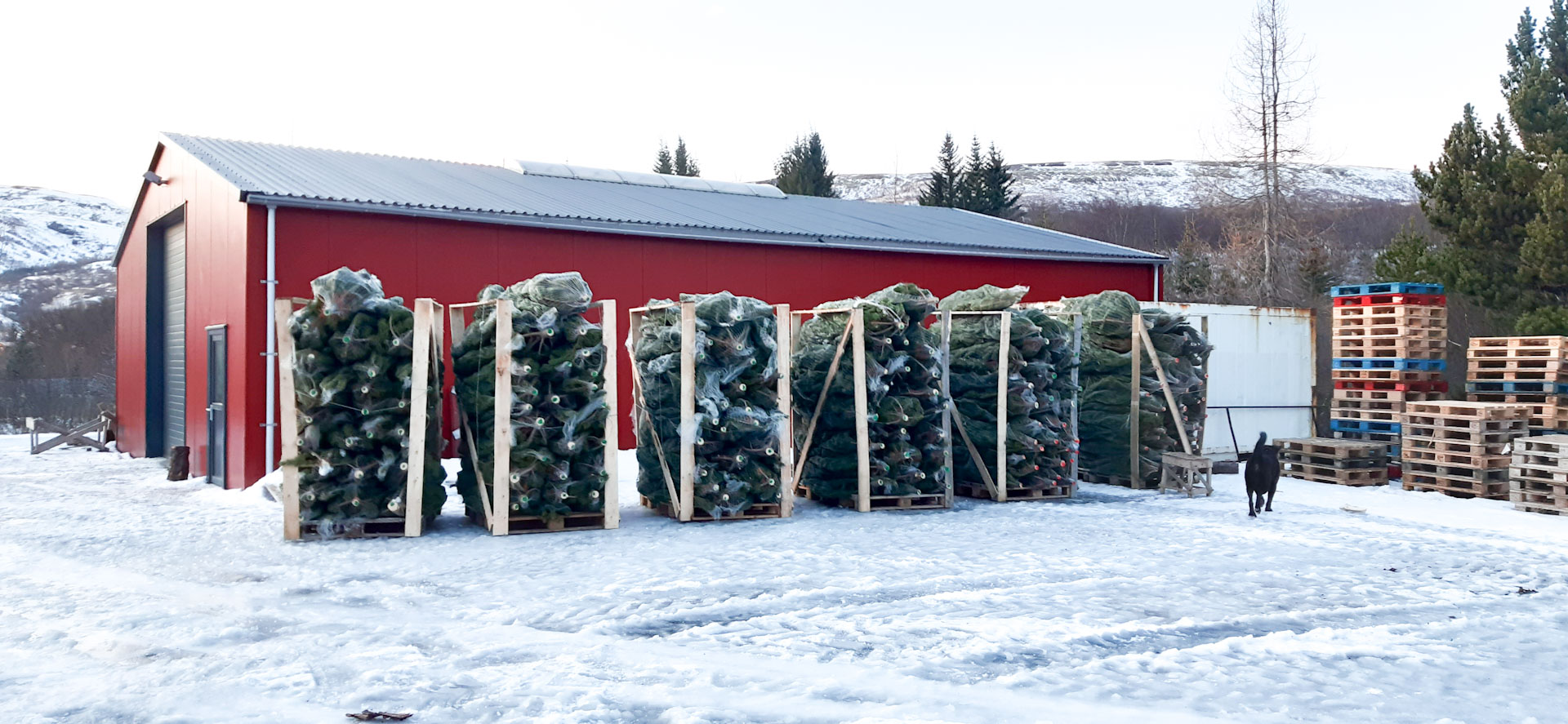 Jólatré tilbúin til flutnings. Ljósmynd: Jóhannes H. Sigurðsson Jólatré tilbúin til flutnings. Ljósmynd: Jóhannes H. Sigurðsson