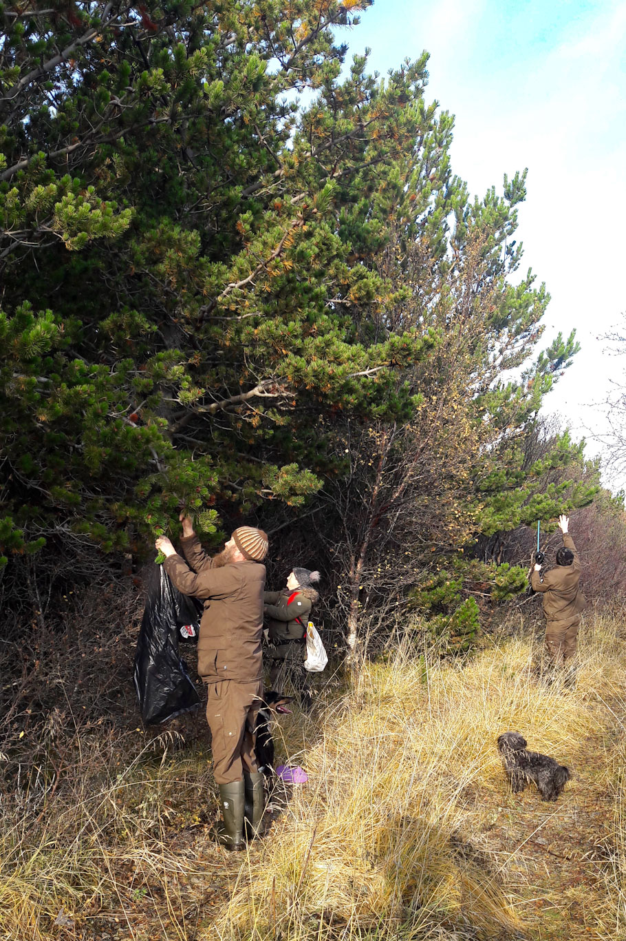 Valdimar, Hraundís og Ellert Arnar hamast við könglatínsluna í haustblíðunni í Daníelslundi. Ljósmynd: Sæmundur Þorvaldsson Valdimar, Hraundís og Ellert Arnar hamast við könglatínsluna í haustblíðunni í Daníelslundi. Ljósmynd: Sæmundur Þorvaldsson