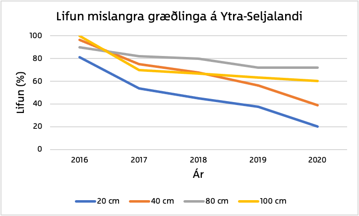 Lifun mislangra græðlinga á Ytra-Seljalandi. Mynd: Jóhanna Bergrúnar Ólafsdóttir