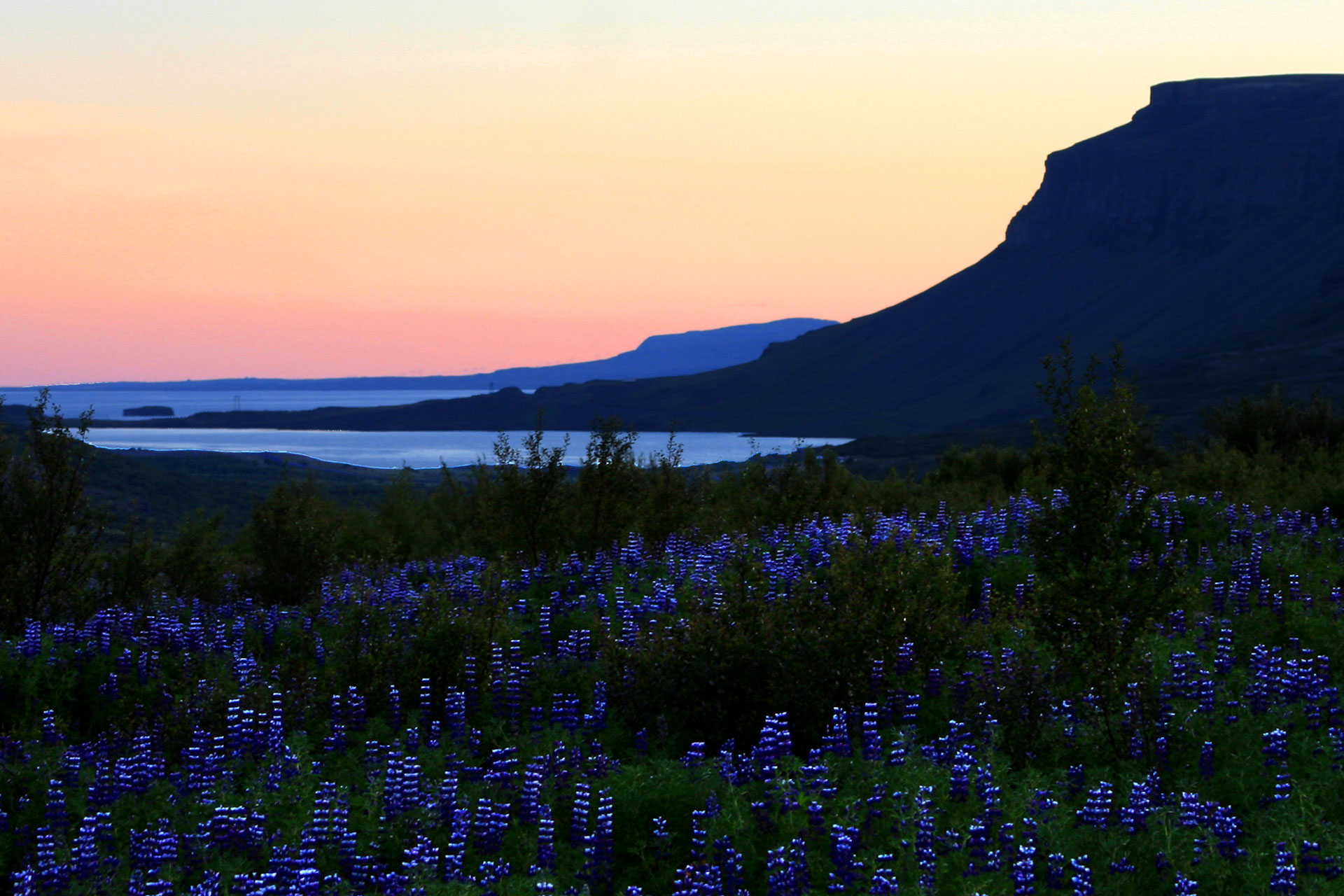 Lúpína í kvöldroða. Ljósmynd: Brynja Hrafnkelsdóttir Lúpína í kvöldroða. Ljósmynd: Brynja Hrafnkelsdóttir