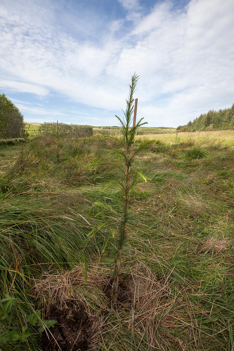 Ágrædd evrópulerkiplanta komin í jörð í frægarðinum nýja. Efniviðurinn er ættaður úr Ölpunum, frá Noregi og úr fræræktarhúsinu á Vöglum í Fnjóskadal. Ljósmynd: Hrafn Óskarsson Ágrædd evrópulerkiplanta komin í jörð í frægarðinum nýja. Efniviðurinn er ættaður úr Ölpunum, frá Noregi og úr fræræktarhúsinu á Vöglum í Fnjóskadal. Ljósmynd: Hrafn Óskarsson
