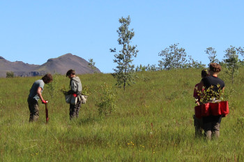 Sjálfboðaliðar við gróðursetningu sumarið 2019. Ljósmynd: trailteam.is Sjálfboðaliðar við gróðursetningu sumarið 2019. Ljósmynd: trailteam.is