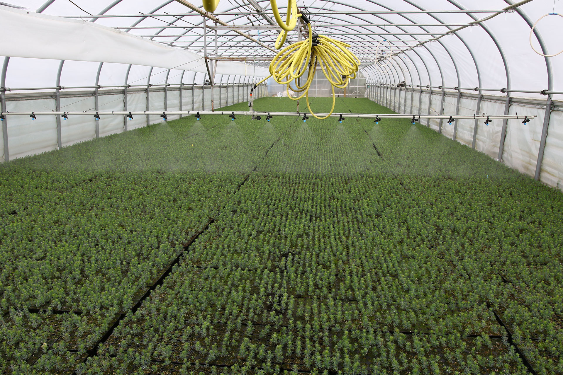 Sjálfvirkni er mikilvæg í skógarplöntuframleiðslu og hana þarf að innleiða í auknum mæli að mati Katrínar í Sólskógum. Myndin er tekin í einu af gróðurhúsum fyrirtækisins í Kjarnaskógi. Ljósmynd: Pétur Halldórsson