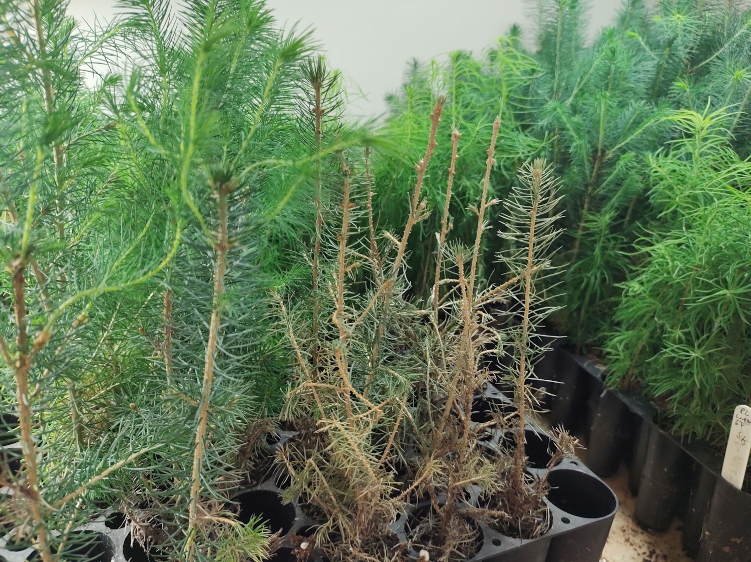 Skemmdar sitkagreniplöntur sem teknar hafa verið út í gæðaprófum Skógræktarinnar. Ljósmynd: Pétur Halldórsson Skemmdar sitkagreniplöntur sem teknar hafa verið út í gæðaprófum Skógræktarinnar. Ljósmynd: Pétur Halldórsson