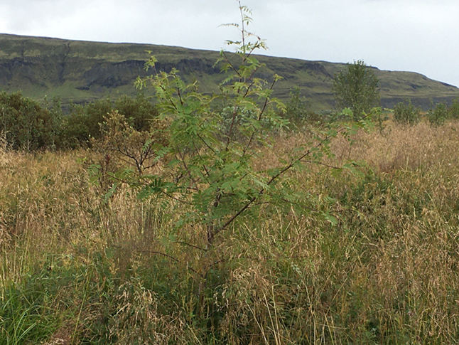 Ilmreynilandnám á framræstu votlendi á Sólheimum í Grímsnesi. Ljósmynd: ÍSÚ Ilmreynilandnám á framræstu votlendi á Sólheimum í Grímsnesi. Ljósmynd: ÍSÚ