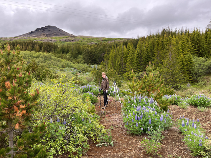 Stafafurulandnám í Vindáshlíð í Kjós. Ljósmynd: ÍSÚ Stafafurulandnám í Vindáshlíð í Kjós. Ljósmynd: ÍSÚ