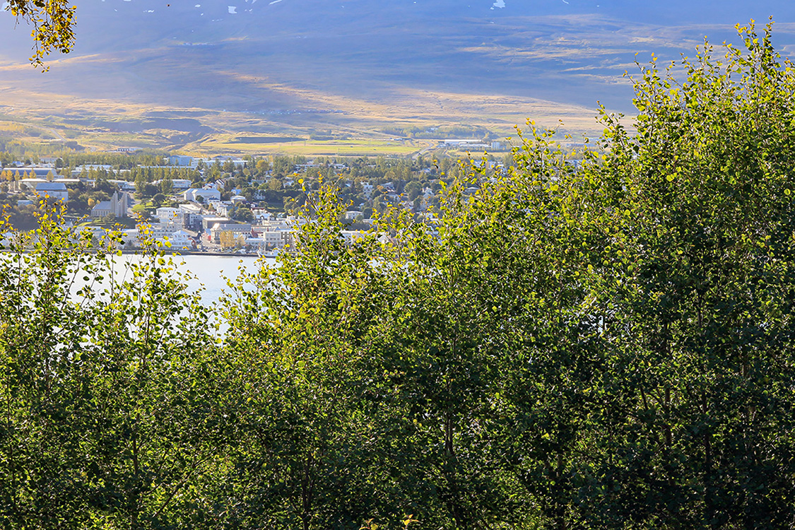 Hugsanlega er blæösp sem vex í Vaðlareit gegnt Akureyri komin þangað af sjálfsdáðum en það er ekki staðfest. Sé svo er það sjöundi fundarstaður villtrar blæaspar á Íslandi. Ljósmynd: Pétur Halldórsson Hugsanlega er blæösp sem vex í Vaðlareit gegnt Akureyri komin þangað af sjálfsdáðum en það er ekki staðfest. Sé svo er það sjöundi fundarstaður villtrar blæaspar á Íslandi. Ljósmynd: Pétur Halldórsson