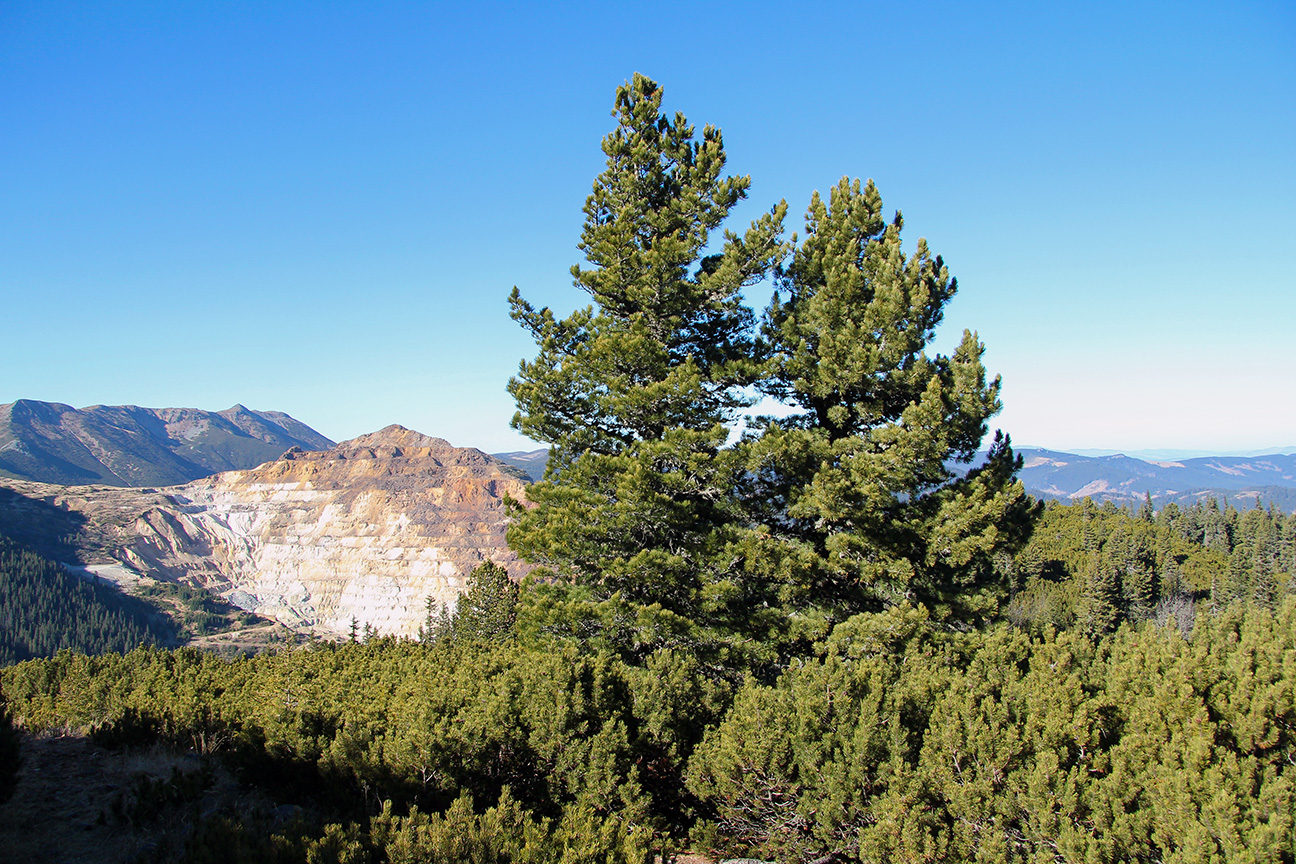 Sembrafura í lágvaxnari fjallafuru hátt í Karpatafjöllum Rúmeníu. Lægra í landinu eru rauðgreniskógar ríkjandi ásamt fleiri tegundum. Ljósmynd: Pétur Halldórsson Sembrafura í lágvaxnari fjallafuru hátt í Karpatafjöllum Rúmeníu. Lægra í landinu eru rauðgreniskógar ríkjandi ásamt fleiri tegundum. Ljósmynd: Pétur Halldórsson