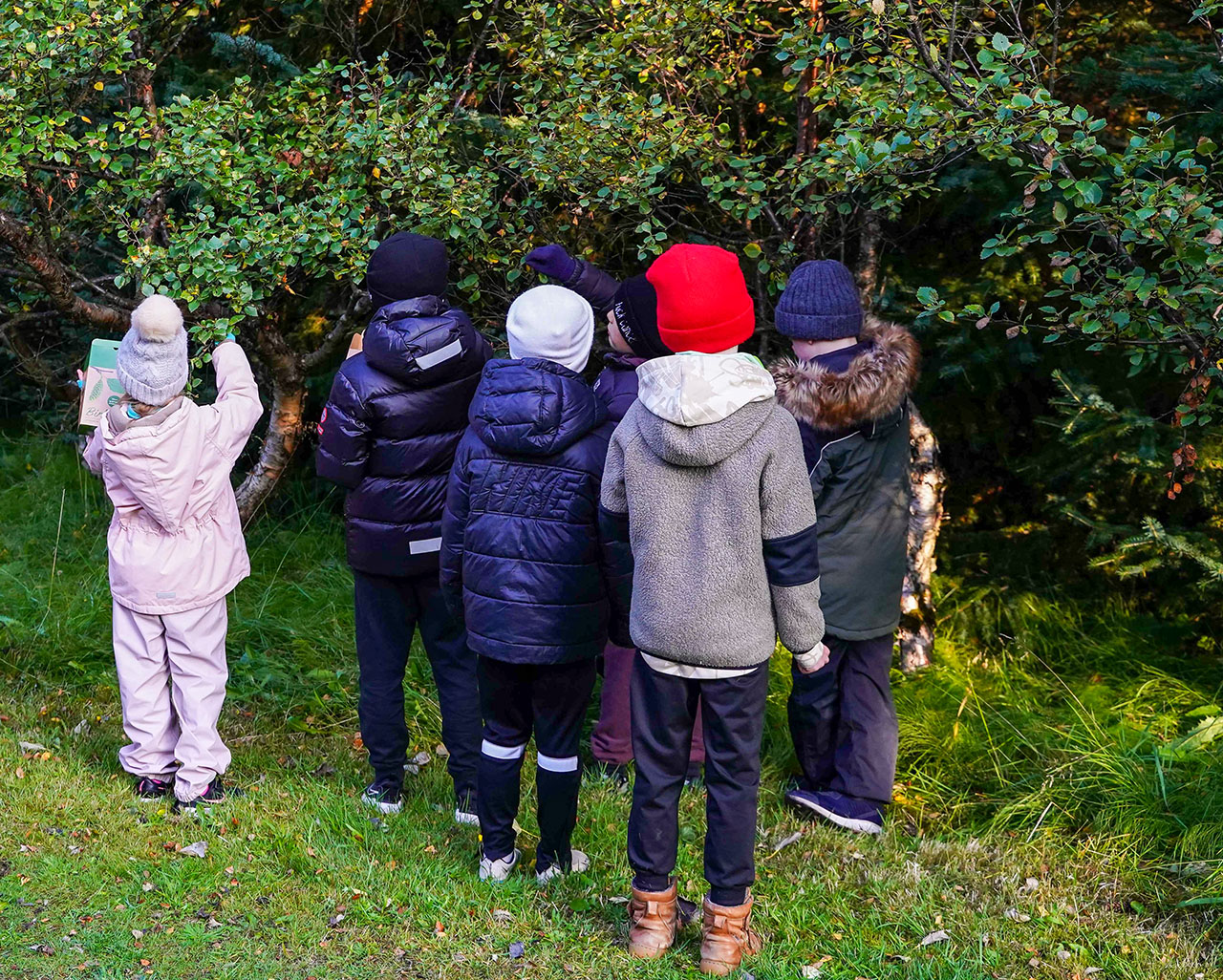 Spennandi er fyrir fólk á öllum aldri að tína birkifræ og ekki síður að sá því þar sem vilji er til að koma upp birkiskóglendi. Ljósmynd: Kristinn H. Þorsteinsson