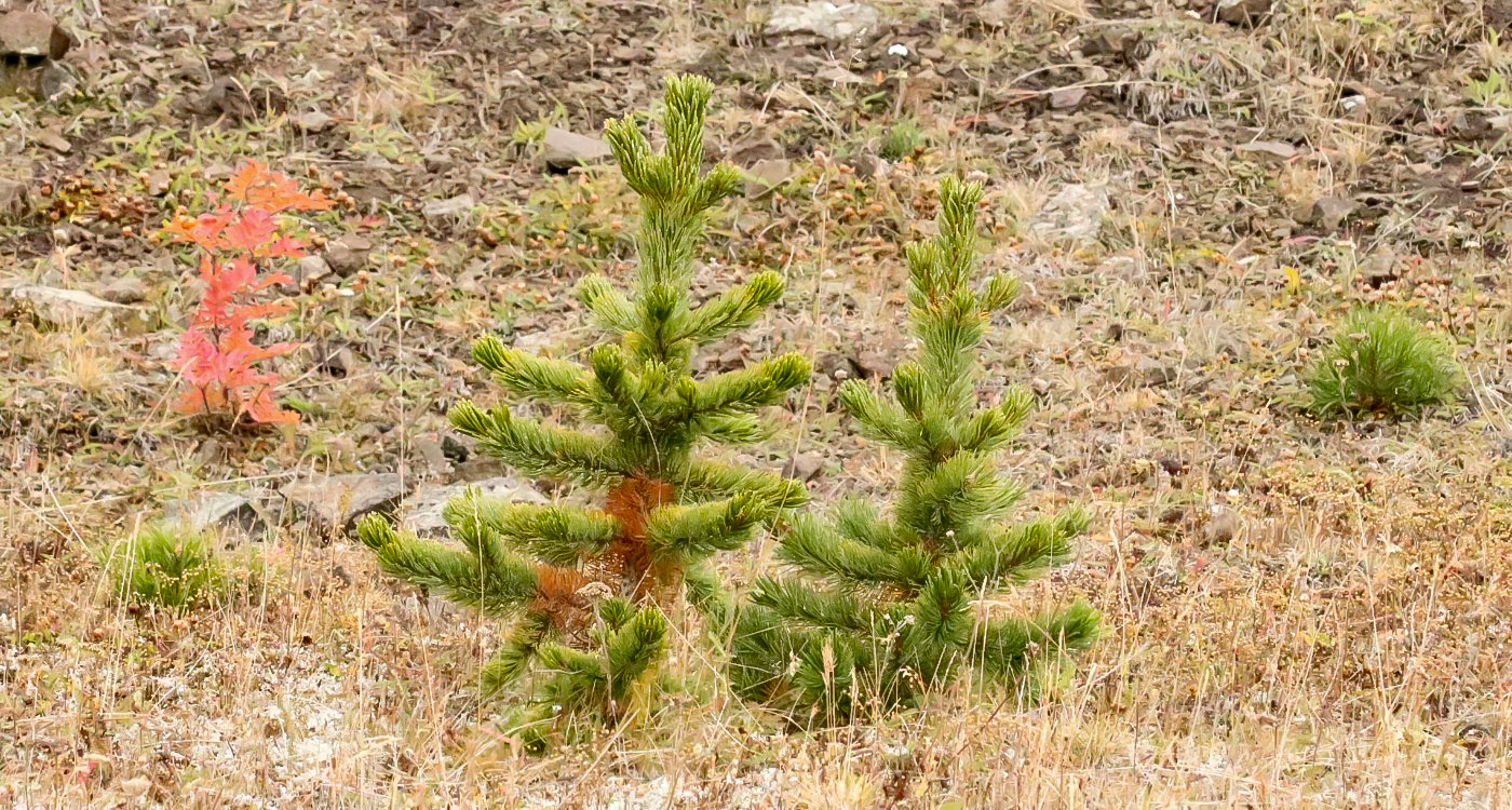 Sjálfsánar trjáplöntur í Helguhól. Þessi með rauðu laufblöðin er reynir. Lengst til hægri sér í litla bergfuru. Fremst eru tvær státlegar broddfurur og ein minni er lengst til vinstri. Á milli toppanna á stærstu broddfurunum má einnig sjá í litla furu. Mynd: Sig.A. Sjálfsánar trjáplöntur í Helguhól. Þessi með rauðu laufblöðin er reynir. Lengst til hægri sér í litla bergfuru. Fremst eru tvær státlegar broddfurur og ein minni er lengst til vinstri. Á milli toppanna á stærstu broddfurunum má einnig sjá í litla furu. Mynd: Sig.A.