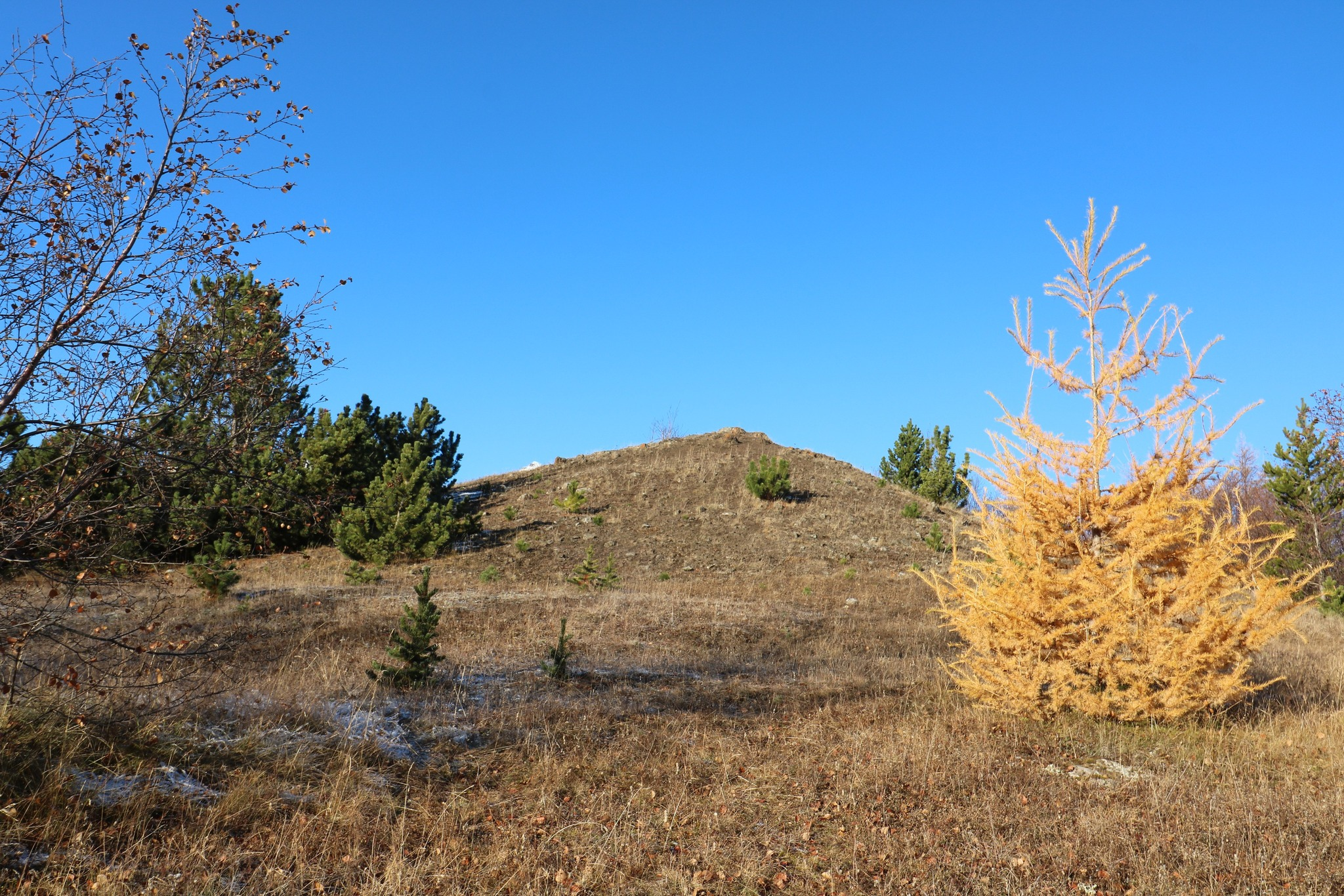 Helguhóll 1. nóvember 2023. Lengst til hægri sér í lerki. Líklegt er að það sé lerkiblendingurinn ´Hrymur´ sem hefur verið plantað þarna. Allt annað lerki á svæðinu var barrlaust með öllu er myndin var tekin. Sjá má sjálfsánar furur á myndinni. Mynd: Sig.A. Helguhóll 1. nóvember 2023. Lengst til hægri sér í lerki. Líklegt er að það sé lerkiblendingurinn ´Hrymur´ sem hefur verið plantað þarna. Allt annað lerki á svæðinu var barrlaust með öllu er myndin var tekin. Sjá má sjálfsánar furur á myndinni. Mynd: Sig.A.