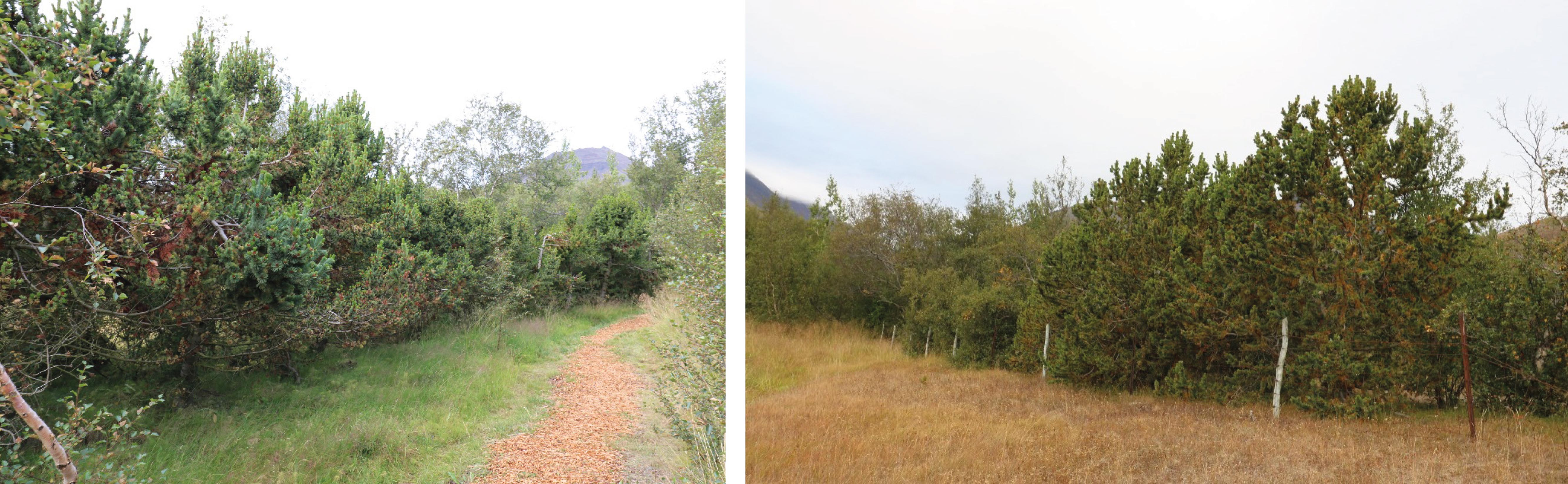 Tvær myndir af broddfurunum við suðurendann á girðingunni utan um Grundarreit. Fyrri myndin tekin innan reits við göngustíginn frá bílastæðinu. Seinni myndin tekin utan við reitinn. Myndir: Sig.A. Tvær myndir af broddfurunum við suðurendann á girðingunni utan um Grundarreit. Fyrri myndin tekin innan reits við göngustíginn frá bílastæðinu. Seinni myndin tekin utan við reitinn. Myndir: Sig.A.