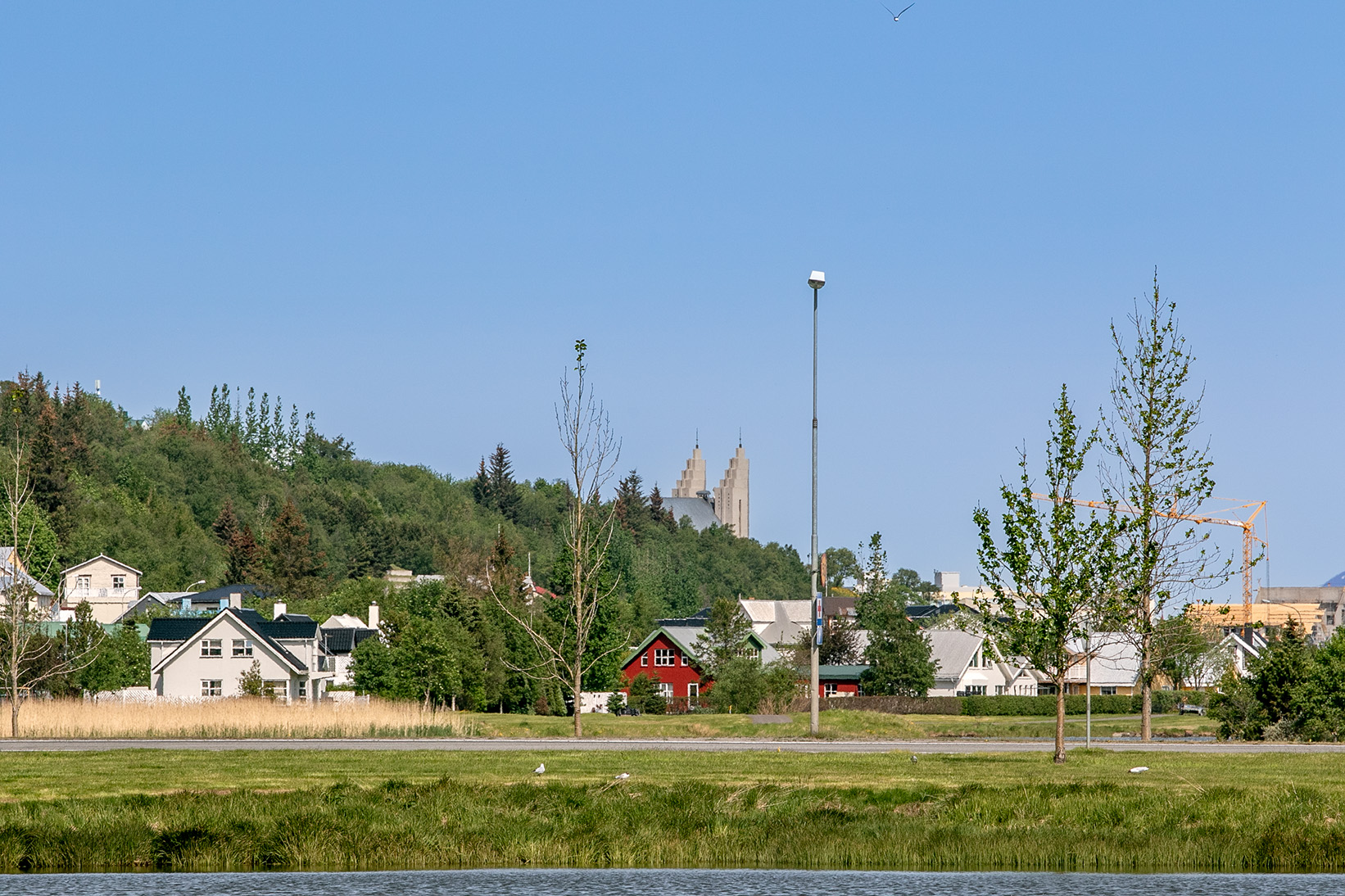 Ákveðnir klónar virðast hafa byrjað að laufgast snemma en orðið fyrir næturfrostum. Trén eru þó ekki dauð. Ljósmynd: Pétur Halldórsson Ákveðnir klónar virðast hafa byrjað að laufgast snemma en orðið fyrir næturfrostum. Trén eru þó ekki dauð. Ljósmynd: Pétur Halldórsson