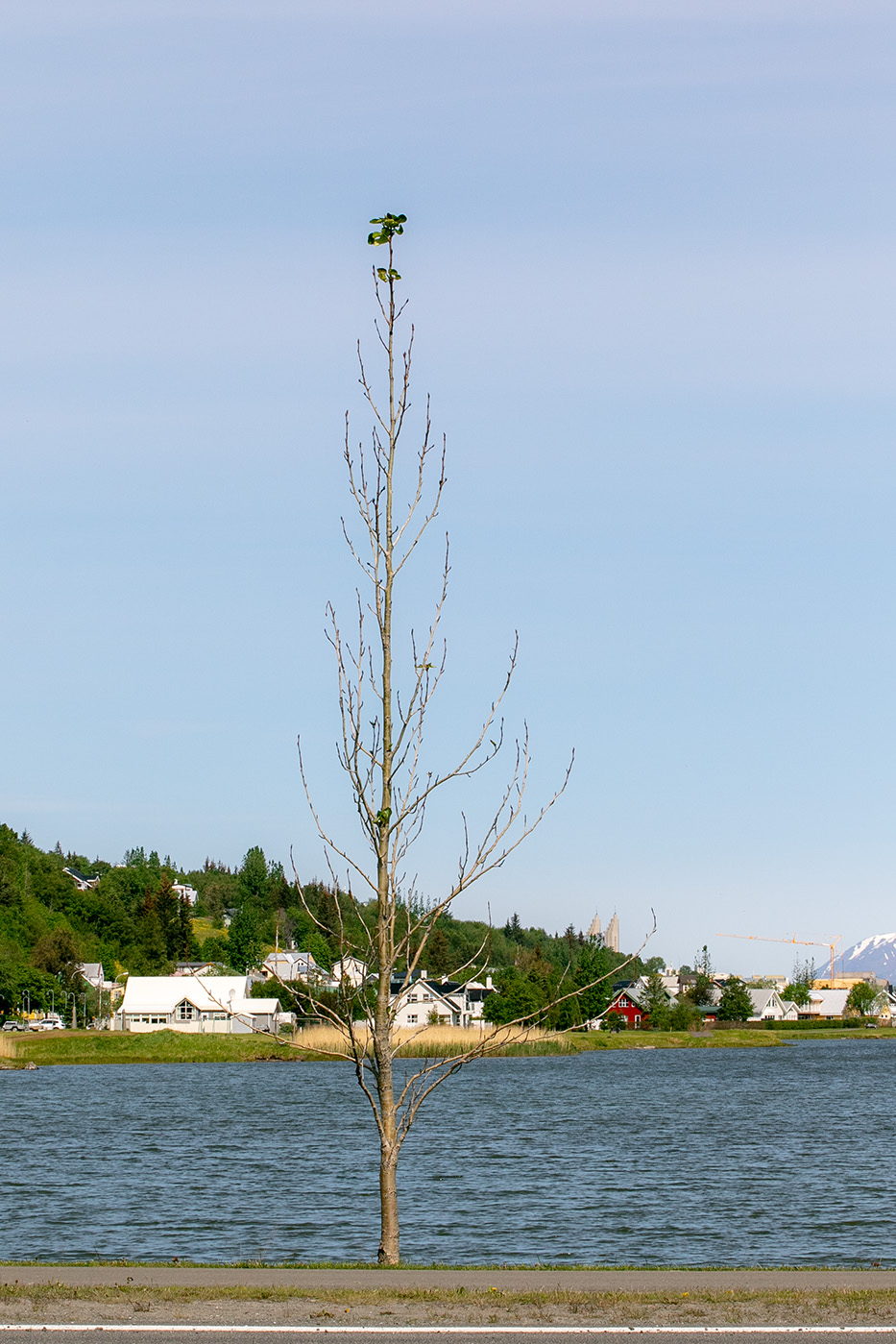 Hér er nærmynd af einu trjánna og nokkuð sérstætt að sjá laufin á toppi þess. Ljósmynd: Pétur Halldórsson Hér er nærmynd af einu trjánna og nokkuð sérstætt að sjá laufin á toppi þess. Ljósmynd: Pétur Halldórsson