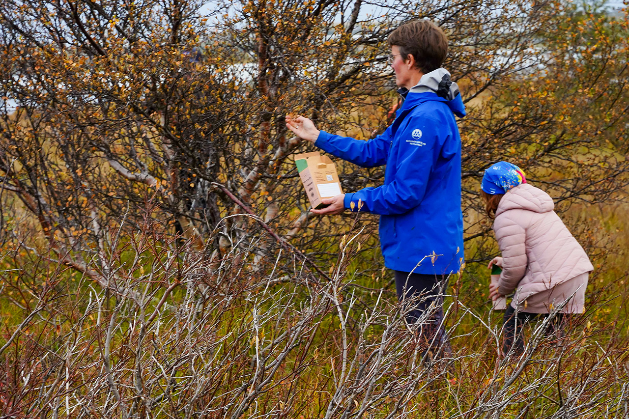 Úr fræsöfnun í Heiðmörk í fyrrahaust. Ljósmynd: Kristinn H. Þorsteinsson